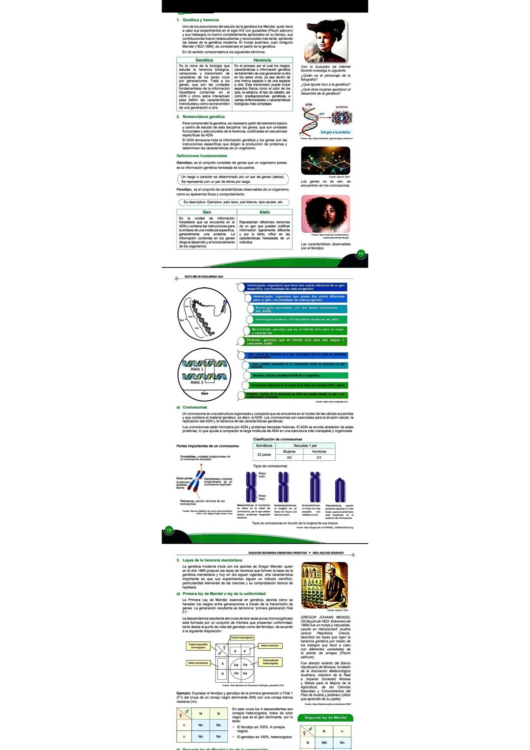 # 1. Genética y herencia
Uno de los precursores del estudio de la genética fue Mendel, quien llevó
contribuciones fueron reconsideradas y re