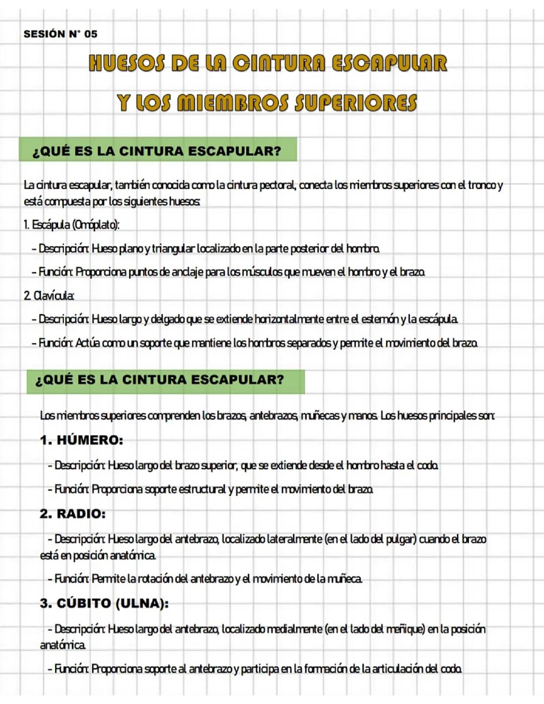 Anatomía, huesos de la cintura escapular