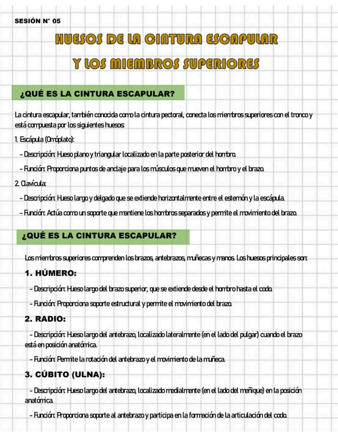 SESIÓN N° 05
HUESOS DE LA CINTURA ESCAPULAR
Y LOS MIEMBROS SUPERIORES
¿QUÉ ES LA CINTURA ESCAPULAR?
La cintura escapular, también conocida c