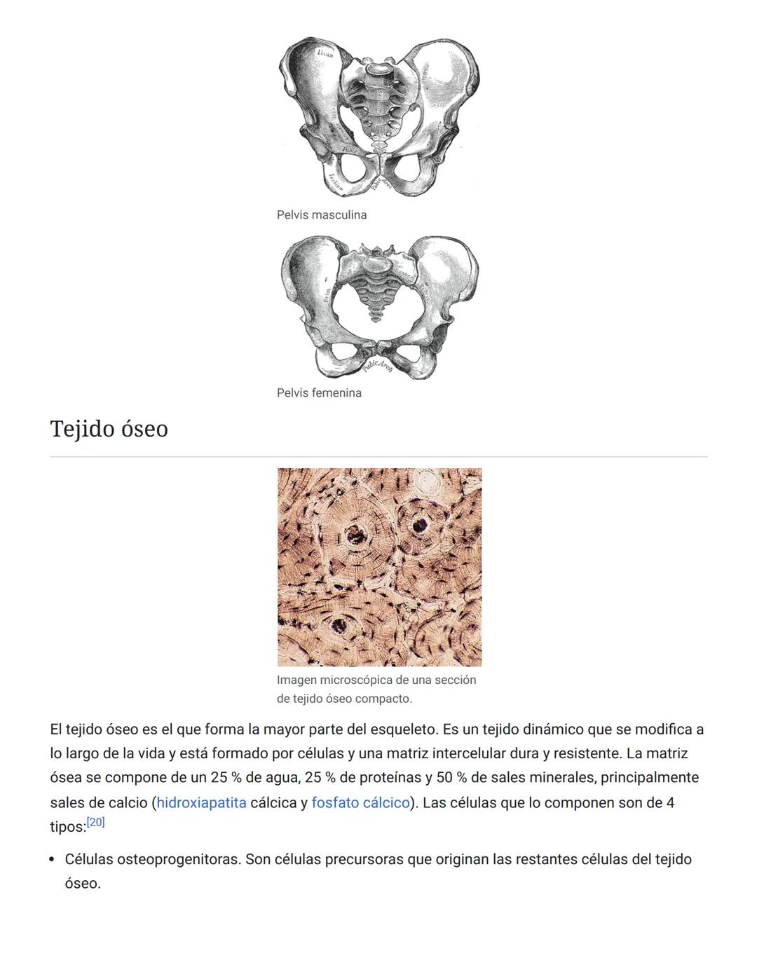 # 3. Protección: El esqueleto actúa en muchos casos como protección de los órganos internos. De esta forma los huesos que forman el cráneo p