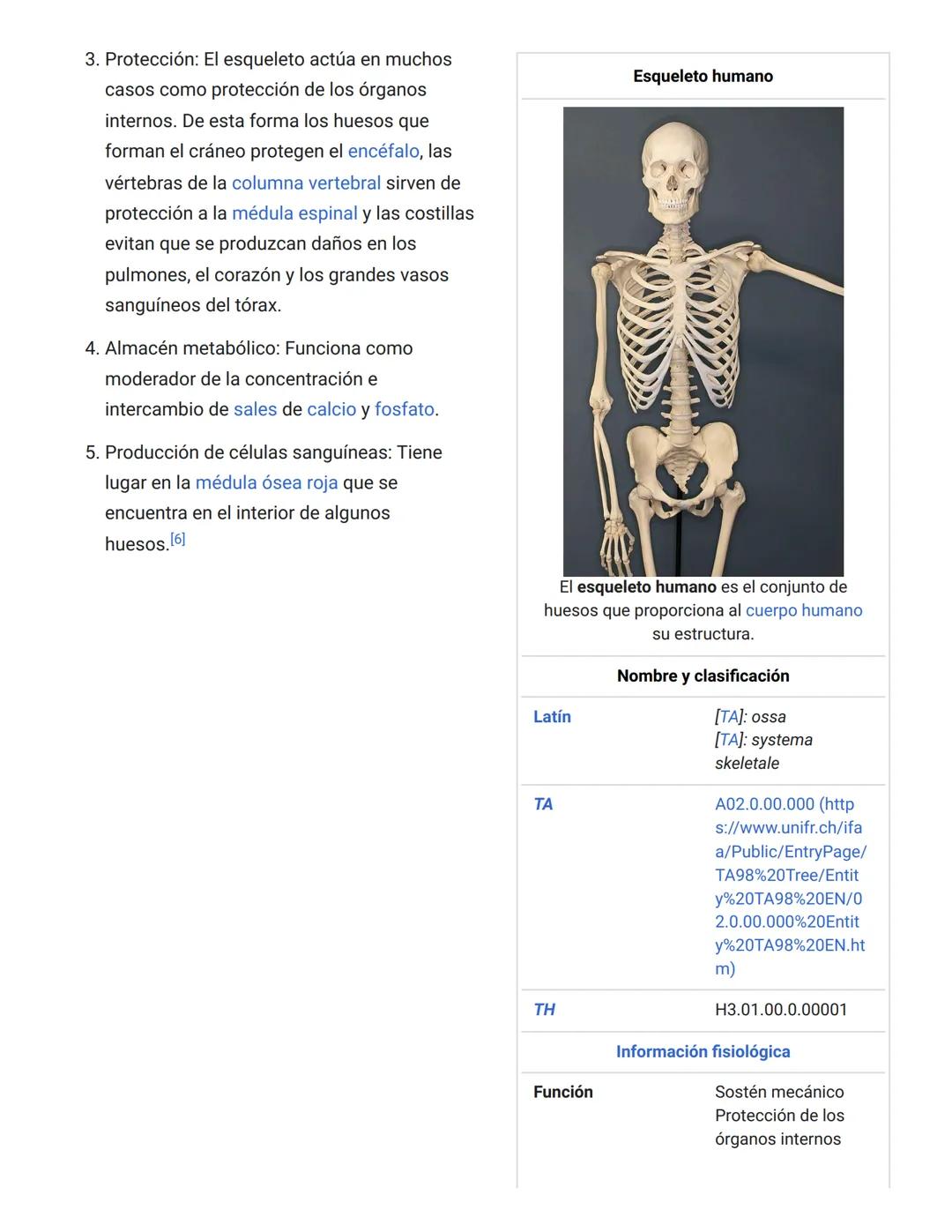 # 3. Protección: El esqueleto actúa en muchos casos como protección de los órganos internos. De esta forma los huesos que forman el cráneo p