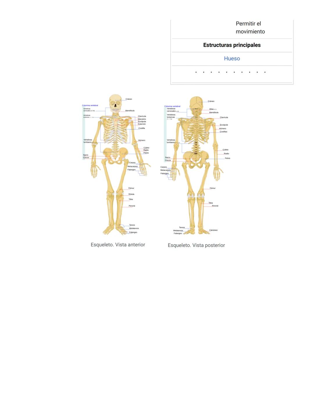 # 3. Protección: El esqueleto actúa en muchos casos como protección de los órganos internos. De esta forma los huesos que forman el cráneo p