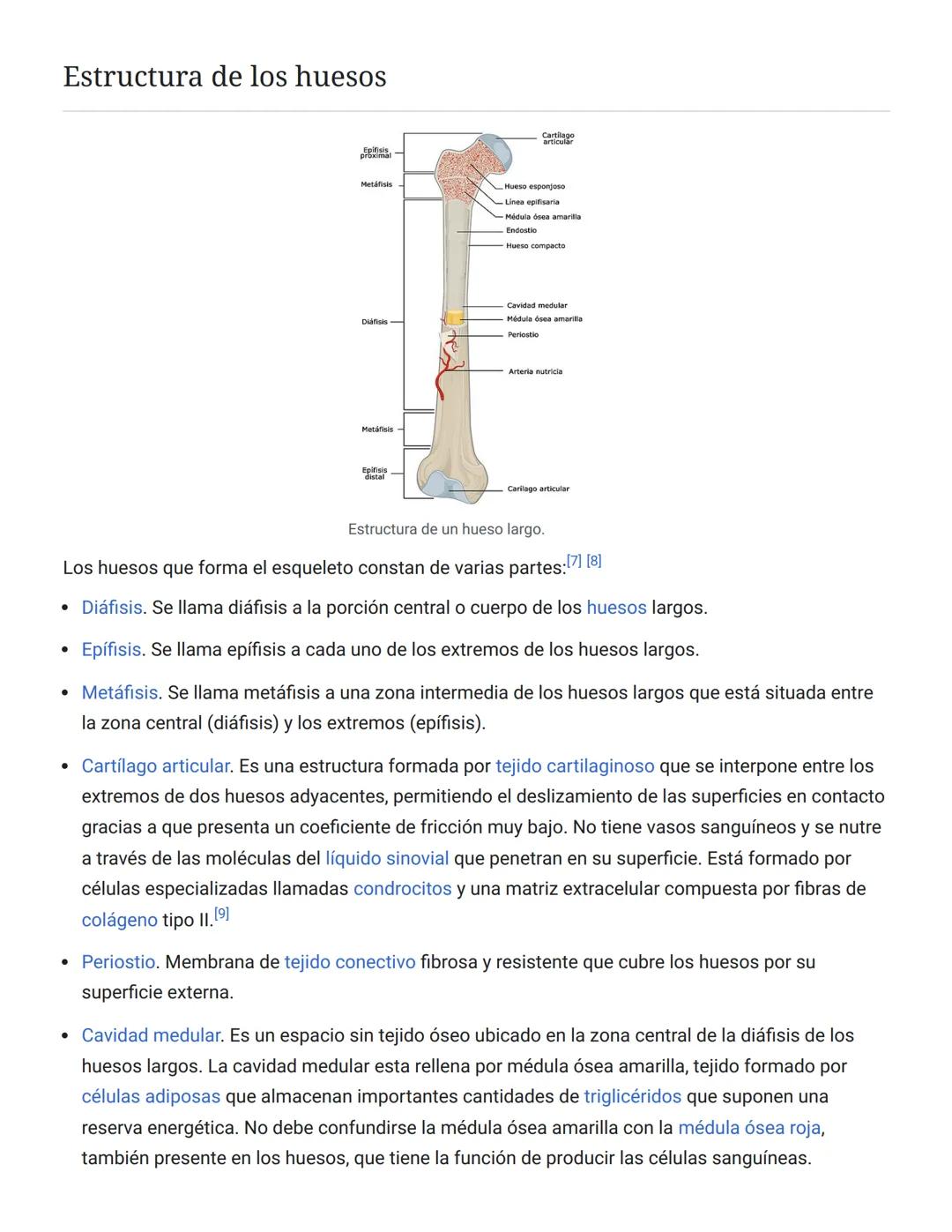 # 3. Protección: El esqueleto actúa en muchos casos como protección de los órganos internos. De esta forma los huesos que forman el cráneo p