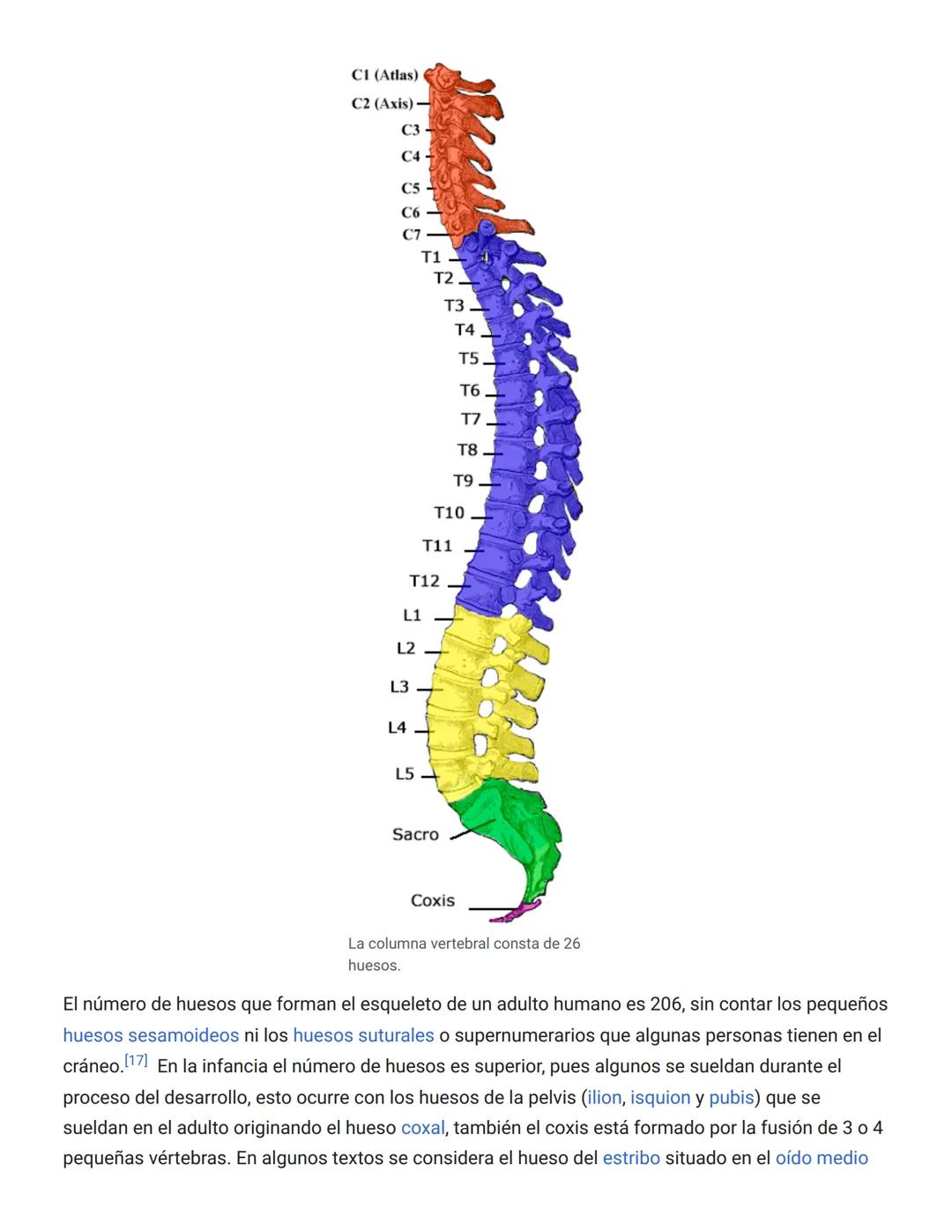 # 3. Protección: El esqueleto actúa en muchos casos como protección de los órganos internos. De esta forma los huesos que forman el cráneo p