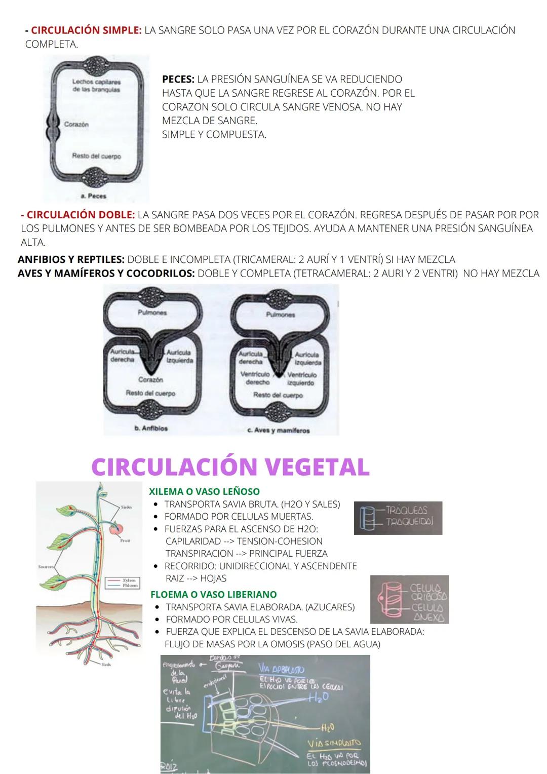 # SISTEMA CIRCULATORIO
SE ENCARGA DEL MOVIMIENTO DE LA SANGRE A TRAVES DE LOS VASOS
SIN SITEMA CIRCULATORIO: PLATELMINTOS, CNIDARIOS, PORIF