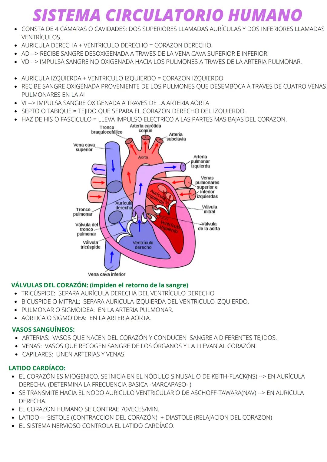 # SISTEMA CIRCULATORIO
SE ENCARGA DEL MOVIMIENTO DE LA SANGRE A TRAVES DE LOS VASOS
SIN SITEMA CIRCULATORIO: PLATELMINTOS, CNIDARIOS, PORIF