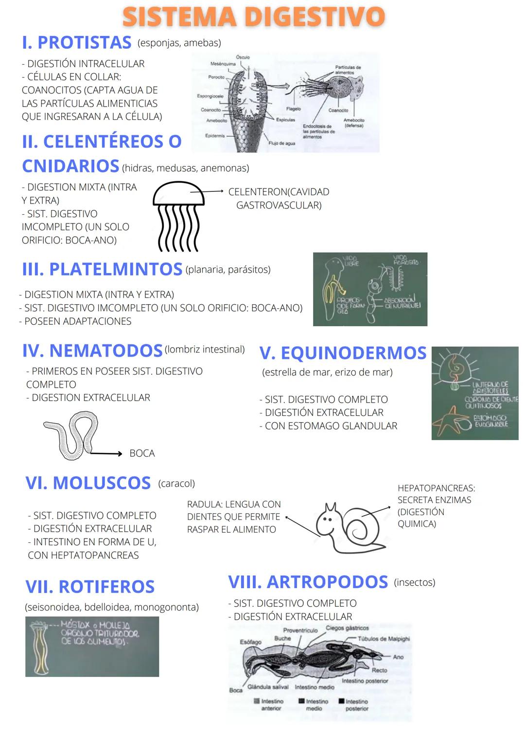 SISTEMA DIGESTIVO
I. PROTISTAS (esponjas, amebas)
- DIGESTIÓN INTRACELULAR
- CÉLULAS EN COLLAR:
COANOCITOS (CAPTA AGUA DE
LAS PARTÍCULAS ALI