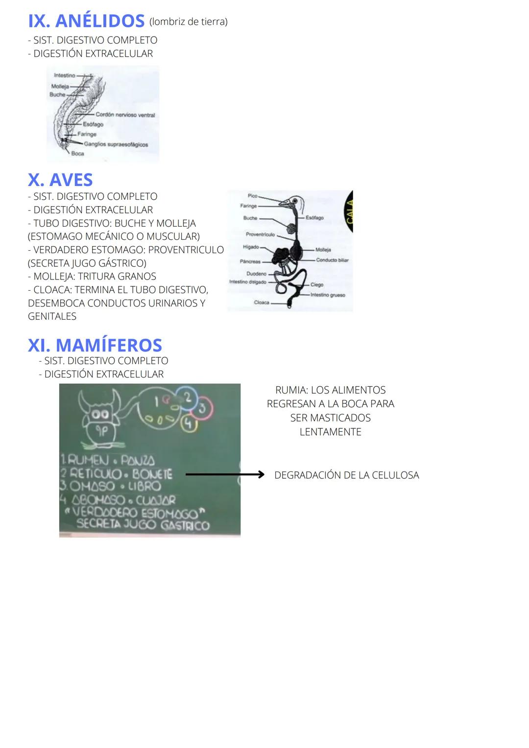 SISTEMA DIGESTIVO
I. PROTISTAS (esponjas, amebas)
- DIGESTIÓN INTRACELULAR
- CÉLULAS EN COLLAR:
COANOCITOS (CAPTA AGUA DE
LAS PARTÍCULAS ALI