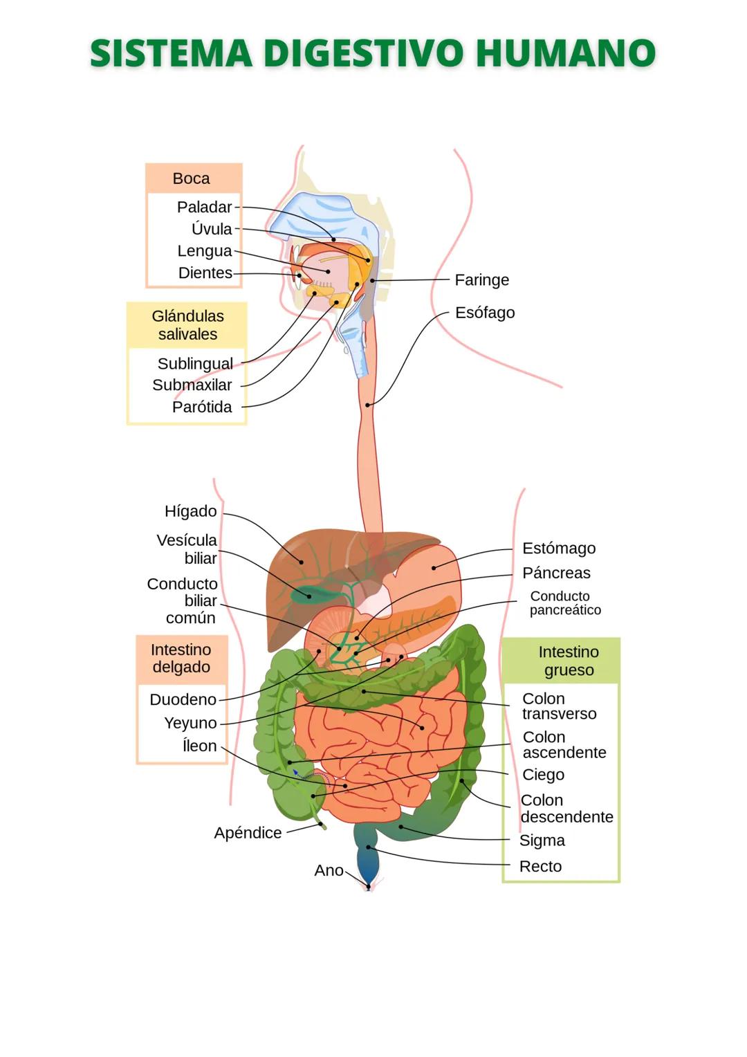# SISTEMA DIGESTIVO HUMANO
Boca
Paladar
Úvula
Lengua
Dientes
Glándulas
salivales
Sublingual
Submaxilar
Parótida
Faringe
Esófago
Hígado
Vesí