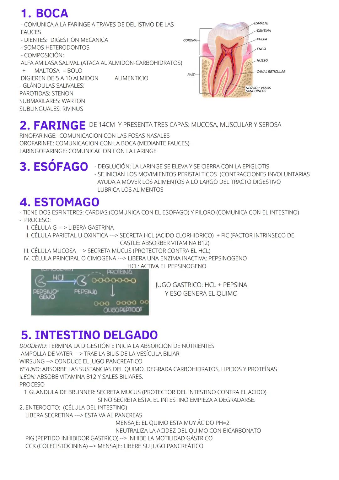 # SISTEMA DIGESTIVO HUMANO
Boca
Paladar
Úvula
Lengua
Dientes
Glándulas
salivales
Sublingual
Submaxilar
Parótida
Faringe
Esófago
Hígado
Vesí