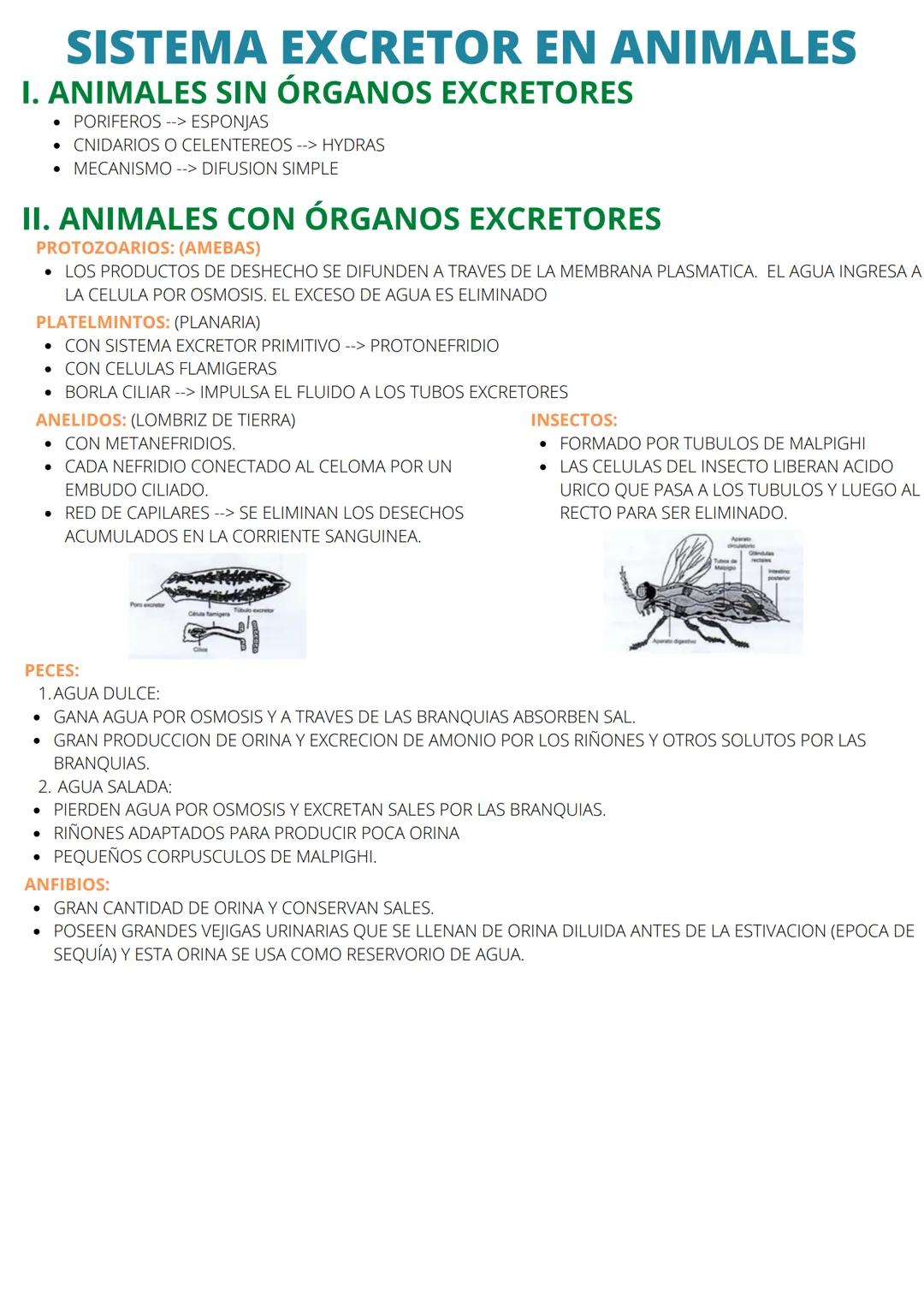 TODO SOBRE SISTEMA EXCRETOR en ANIMALES Y HUMANOS