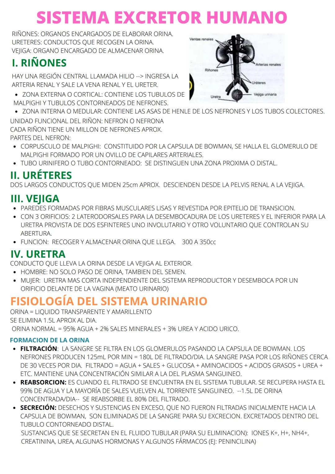 # SISTEMA EXCRETOR EN ANIMALES
I. ANIMALES SIN ÓRGANOS EXCRETORES
*   PORIFEROS --> ESPONJAS
*   CNIDARIOS O CELENTEREOS --> HYDRAS
*   ME