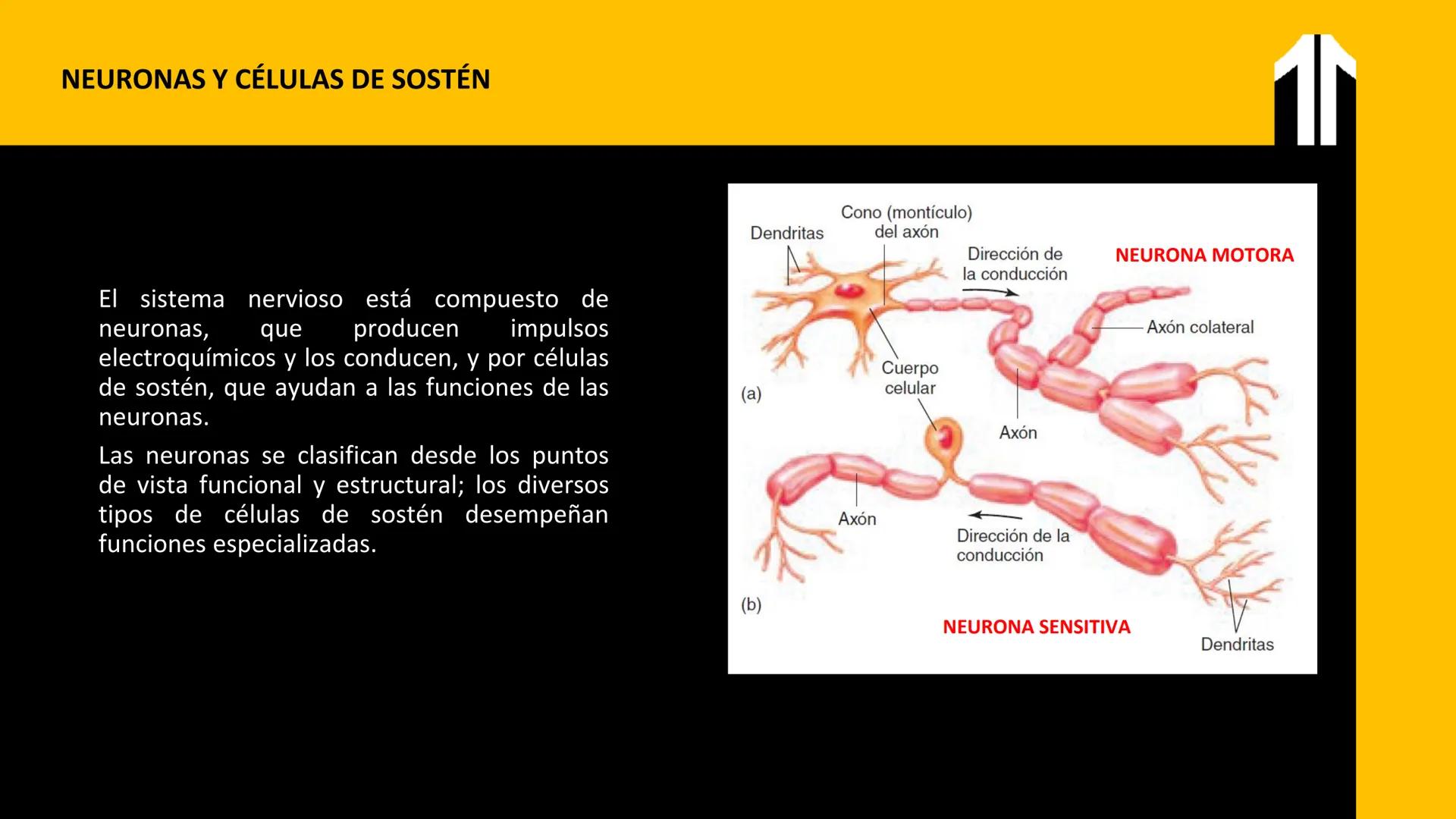 # UPN
UNIVERSIDAD
PRIVADA
DEL NORTE ↑
CURSO: PRÁCTICAS
EN FISIOTERAPIA V
Lic. JEAN PIERRE VALDIVIA LORO
TERAPEUTA FÍSICO
Especialista en