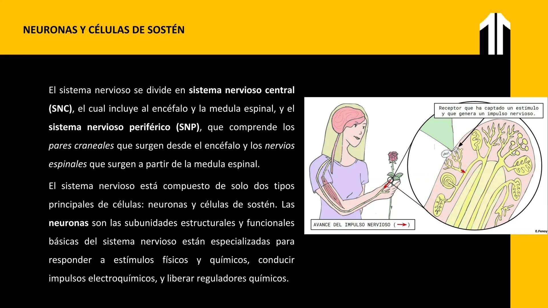 # UPN
UNIVERSIDAD
PRIVADA
DEL NORTE ↑
CURSO: PRÁCTICAS
EN FISIOTERAPIA V
Lic. JEAN PIERRE VALDIVIA LORO
TERAPEUTA FÍSICO
Especialista en