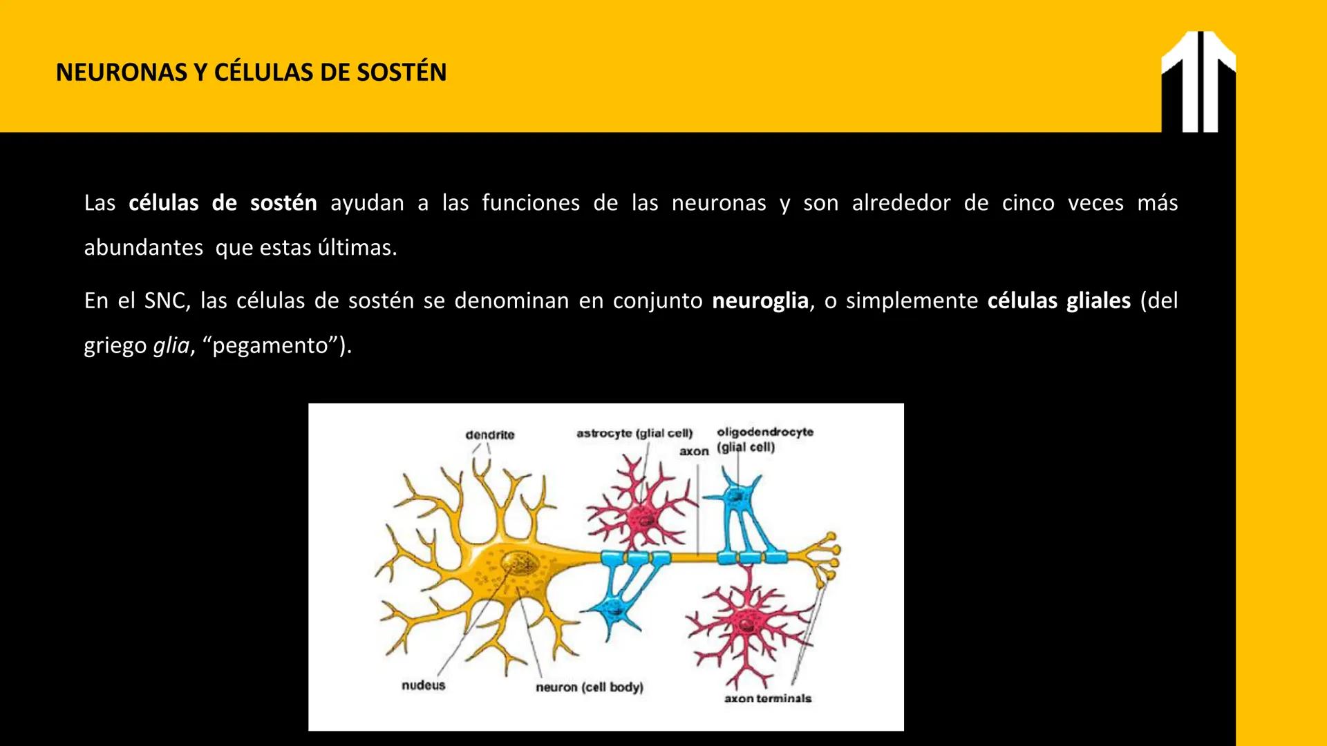 # UPN
UNIVERSIDAD
PRIVADA
DEL NORTE ↑
CURSO: PRÁCTICAS
EN FISIOTERAPIA V
Lic. JEAN PIERRE VALDIVIA LORO
TERAPEUTA FÍSICO
Especialista en
