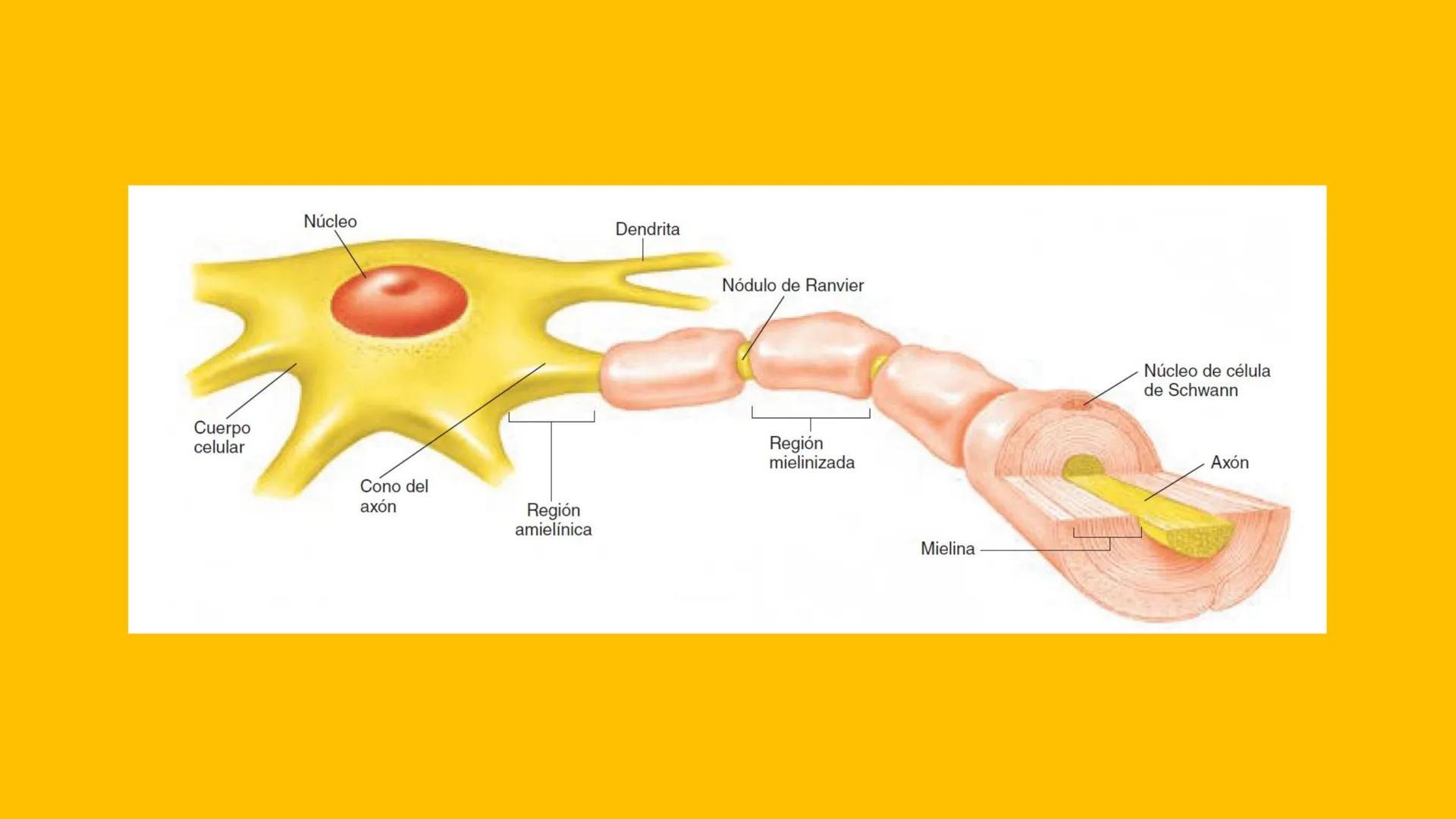 # UPN
UNIVERSIDAD
PRIVADA
DEL NORTE ↑
CURSO: PRÁCTICAS
EN FISIOTERAPIA V
Lic. JEAN PIERRE VALDIVIA LORO
TERAPEUTA FÍSICO
Especialista en