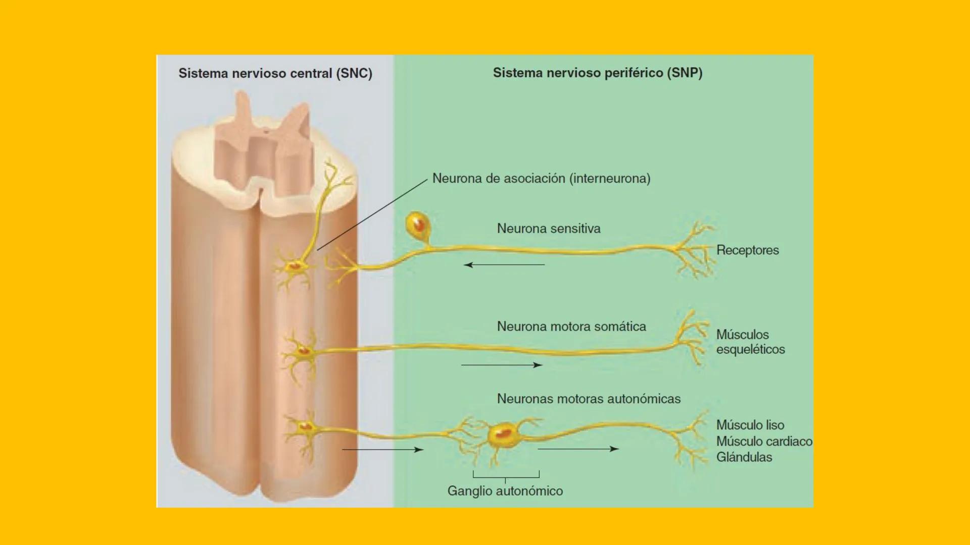 # UPN
UNIVERSIDAD
PRIVADA
DEL NORTE ↑
CURSO: PRÁCTICAS
EN FISIOTERAPIA V
Lic. JEAN PIERRE VALDIVIA LORO
TERAPEUTA FÍSICO
Especialista en