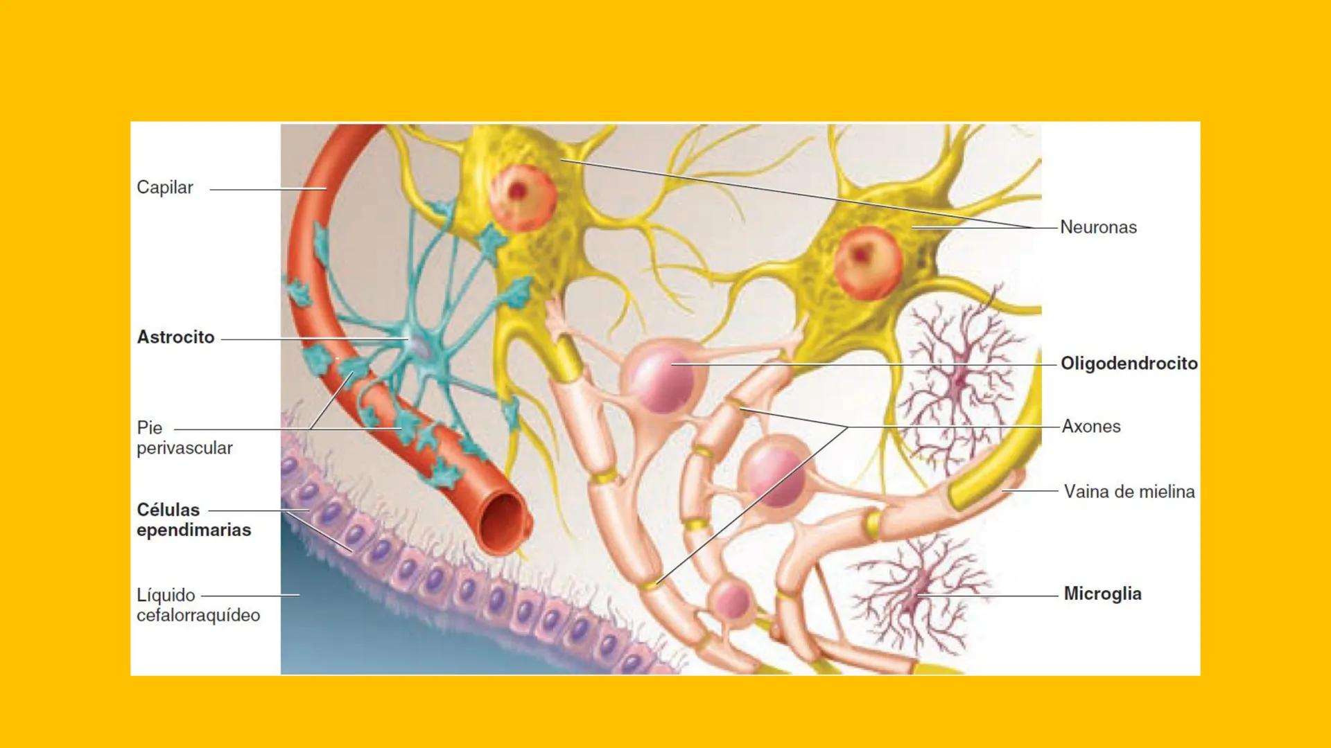 # UPN
UNIVERSIDAD
PRIVADA
DEL NORTE ↑
CURSO: PRÁCTICAS
EN FISIOTERAPIA V
Lic. JEAN PIERRE VALDIVIA LORO
TERAPEUTA FÍSICO
Especialista en