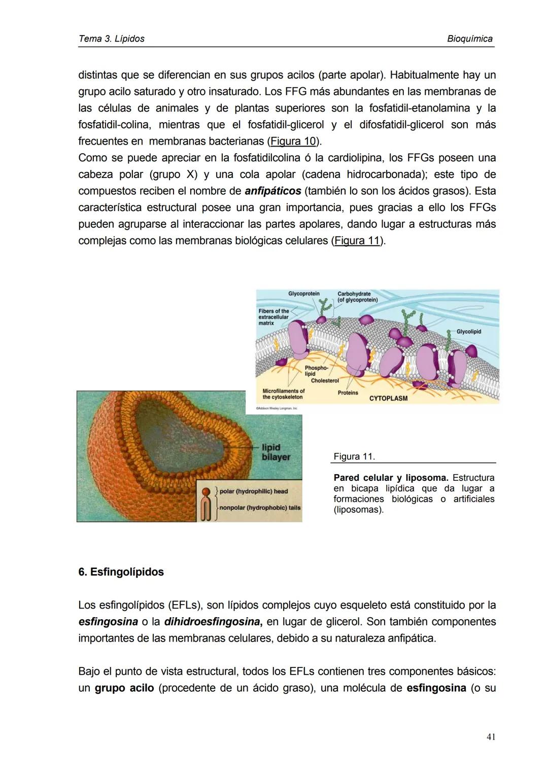 Tema 3. Lípidos
1. Introducción y clasificación
2. Acidos grasos
3. Ceras
4. Triacilglicéridos
5. Fosfoglicéridos
6. Esfigolípidos
7. Lípid
