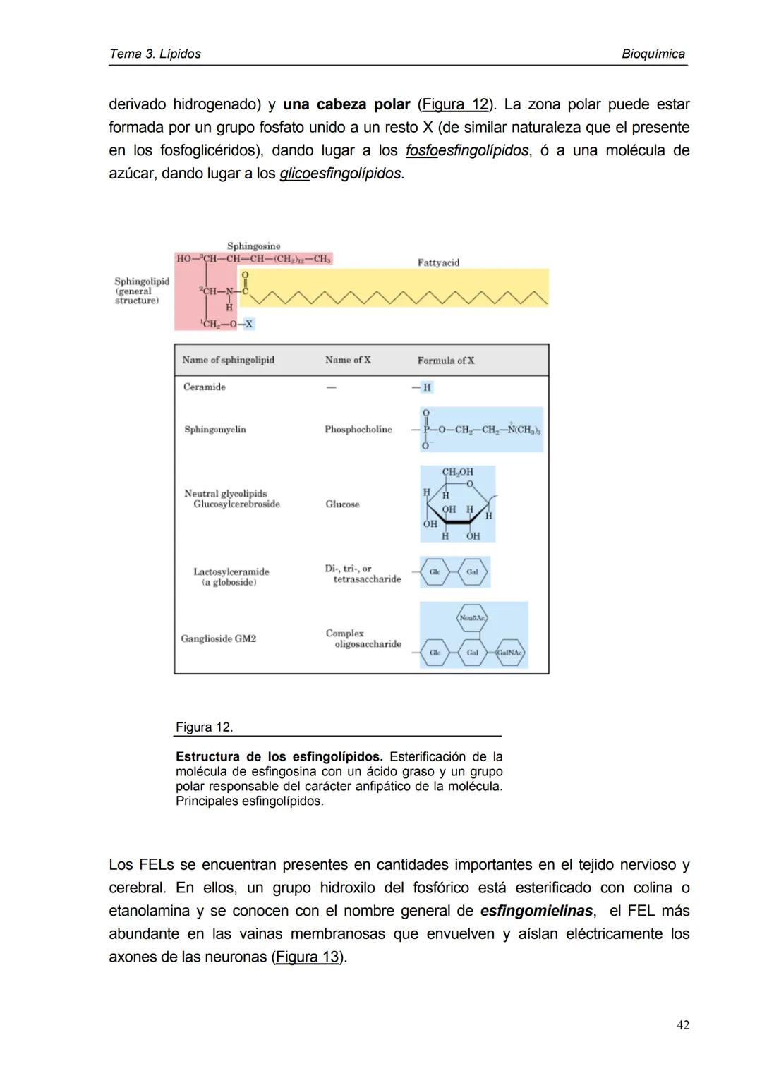 Tema 3. Lípidos
1. Introducción y clasificación
2. Acidos grasos
3. Ceras
4. Triacilglicéridos
5. Fosfoglicéridos
6. Esfigolípidos
7. Lípid
