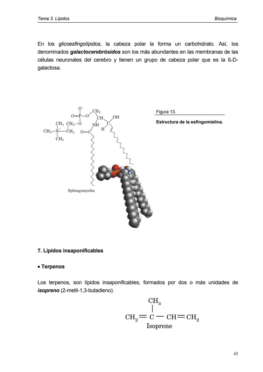 Tema 3. Lípidos
1. Introducción y clasificación
2. Acidos grasos
3. Ceras
4. Triacilglicéridos
5. Fosfoglicéridos
6. Esfigolípidos
7. Lípid