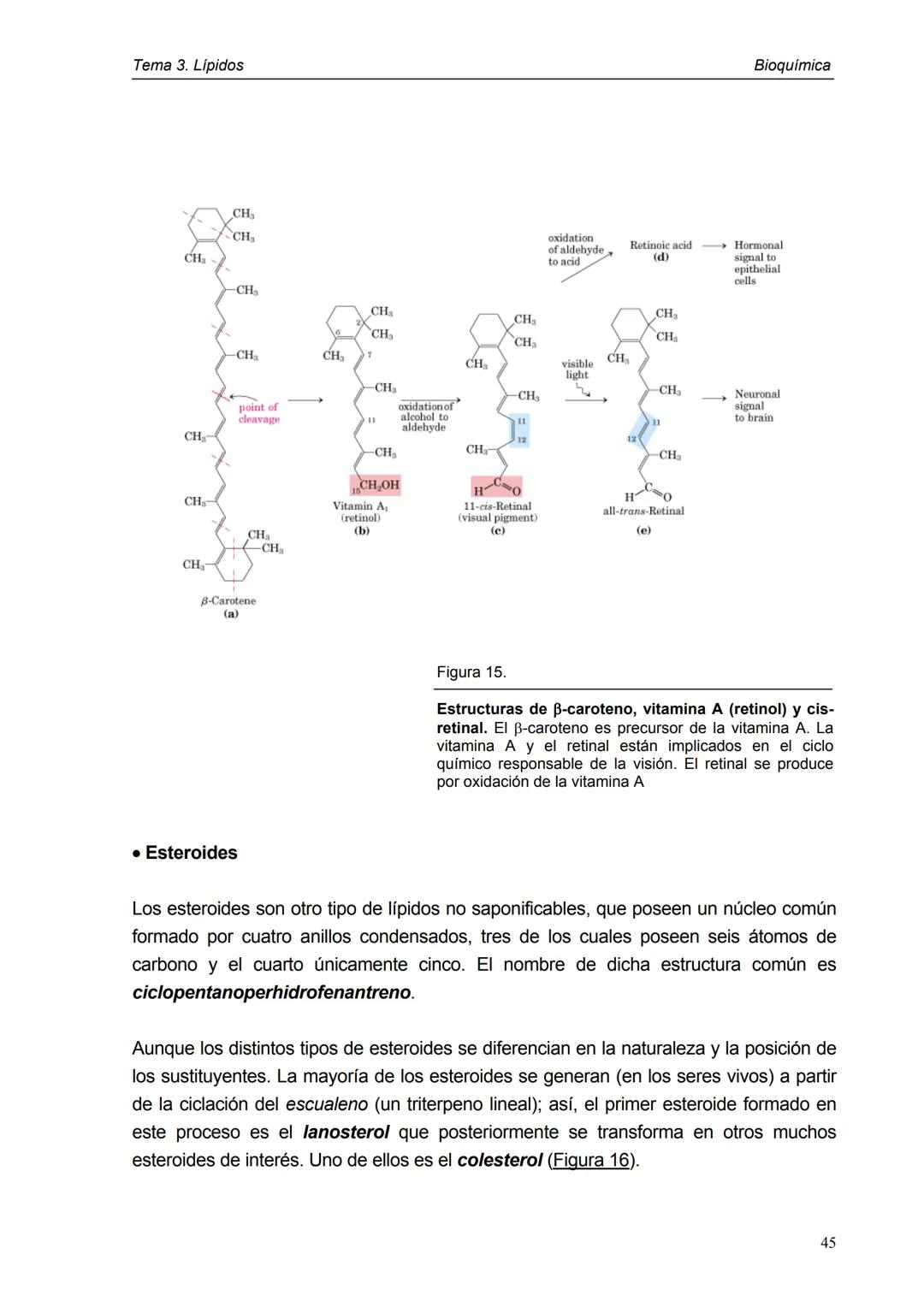Tema 3. Lípidos
1. Introducción y clasificación
2. Acidos grasos
3. Ceras
4. Triacilglicéridos
5. Fosfoglicéridos
6. Esfigolípidos
7. Lípid