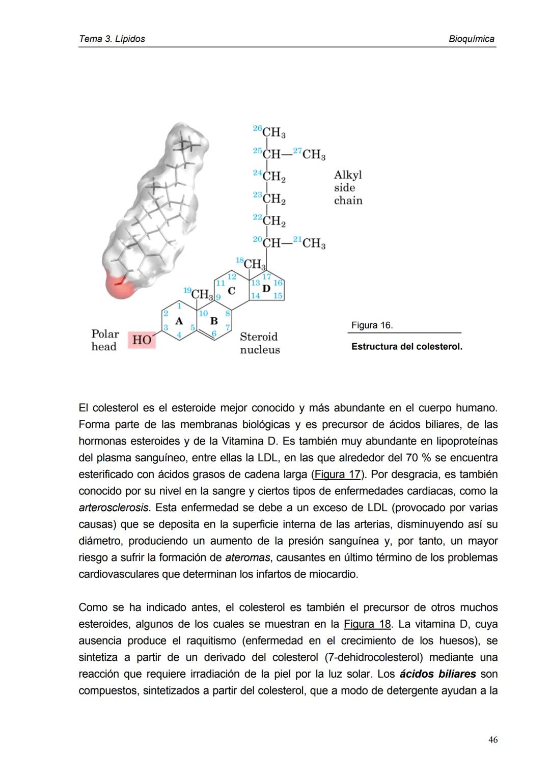 Tema 3. Lípidos
1. Introducción y clasificación
2. Acidos grasos
3. Ceras
4. Triacilglicéridos
5. Fosfoglicéridos
6. Esfigolípidos
7. Lípid