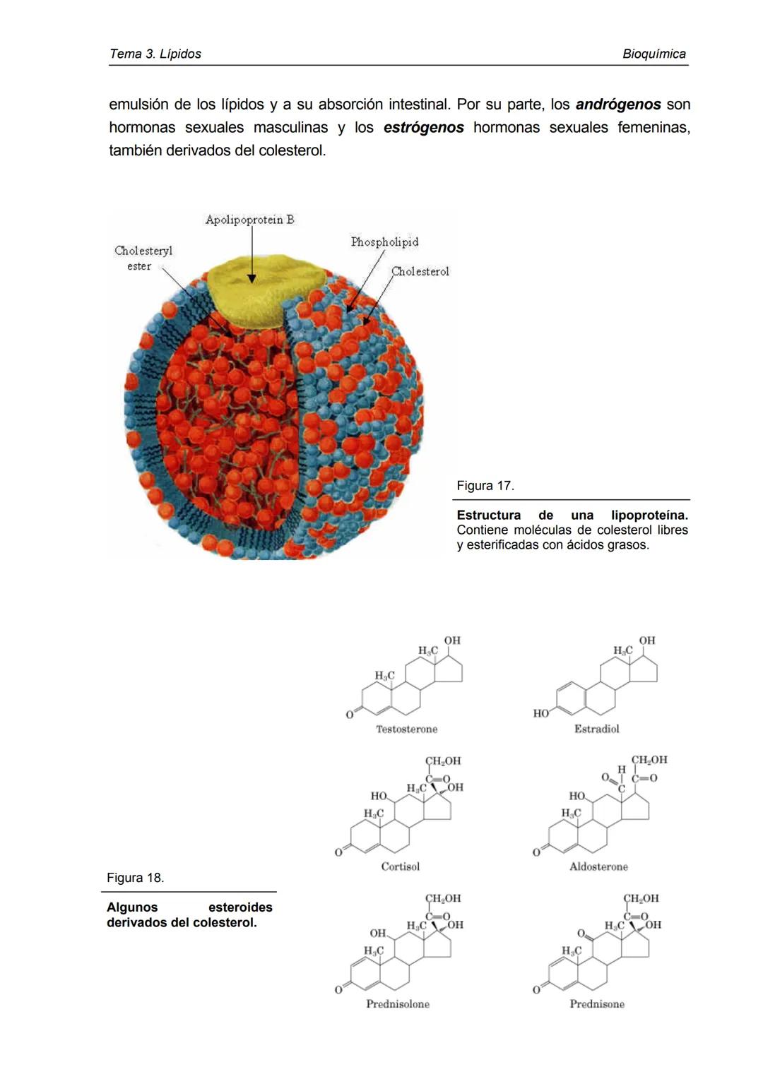 Tema 3. Lípidos
1. Introducción y clasificación
2. Acidos grasos
3. Ceras
4. Triacilglicéridos
5. Fosfoglicéridos
6. Esfigolípidos
7. Lípid