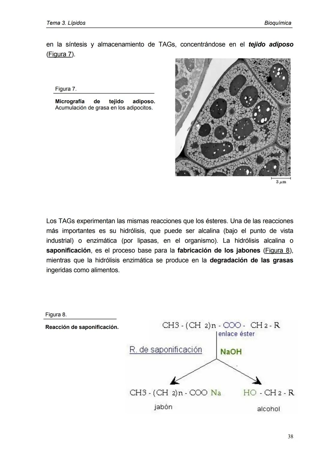 Tema 3. Lípidos
1. Introducción y clasificación
2. Acidos grasos
3. Ceras
4. Triacilglicéridos
5. Fosfoglicéridos
6. Esfigolípidos
7. Lípid