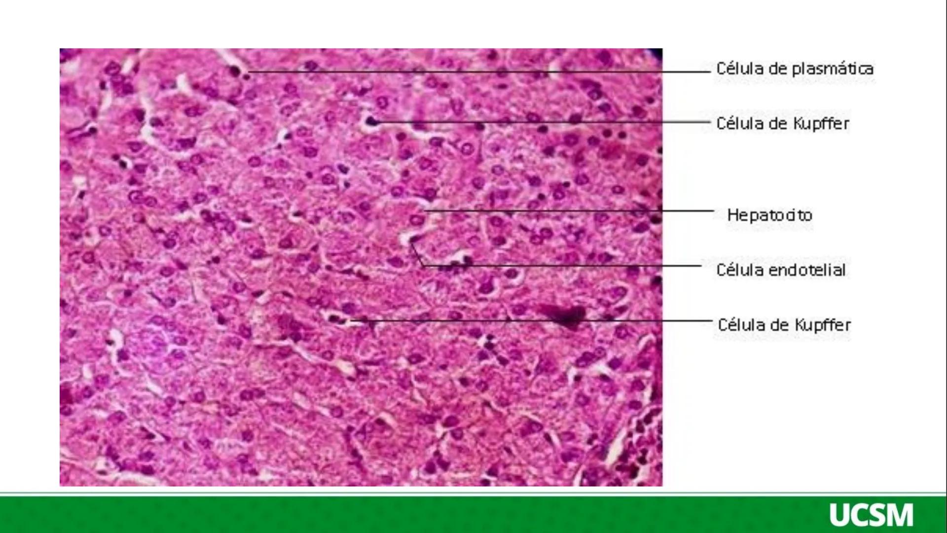 # Universidad Católica
de Santa María
SALUD Y ENFERMEDAD
• Mtro: FERNANDO TORRES VELA # FISIOPATOLOGIA
- La fisiopatología es el estudio