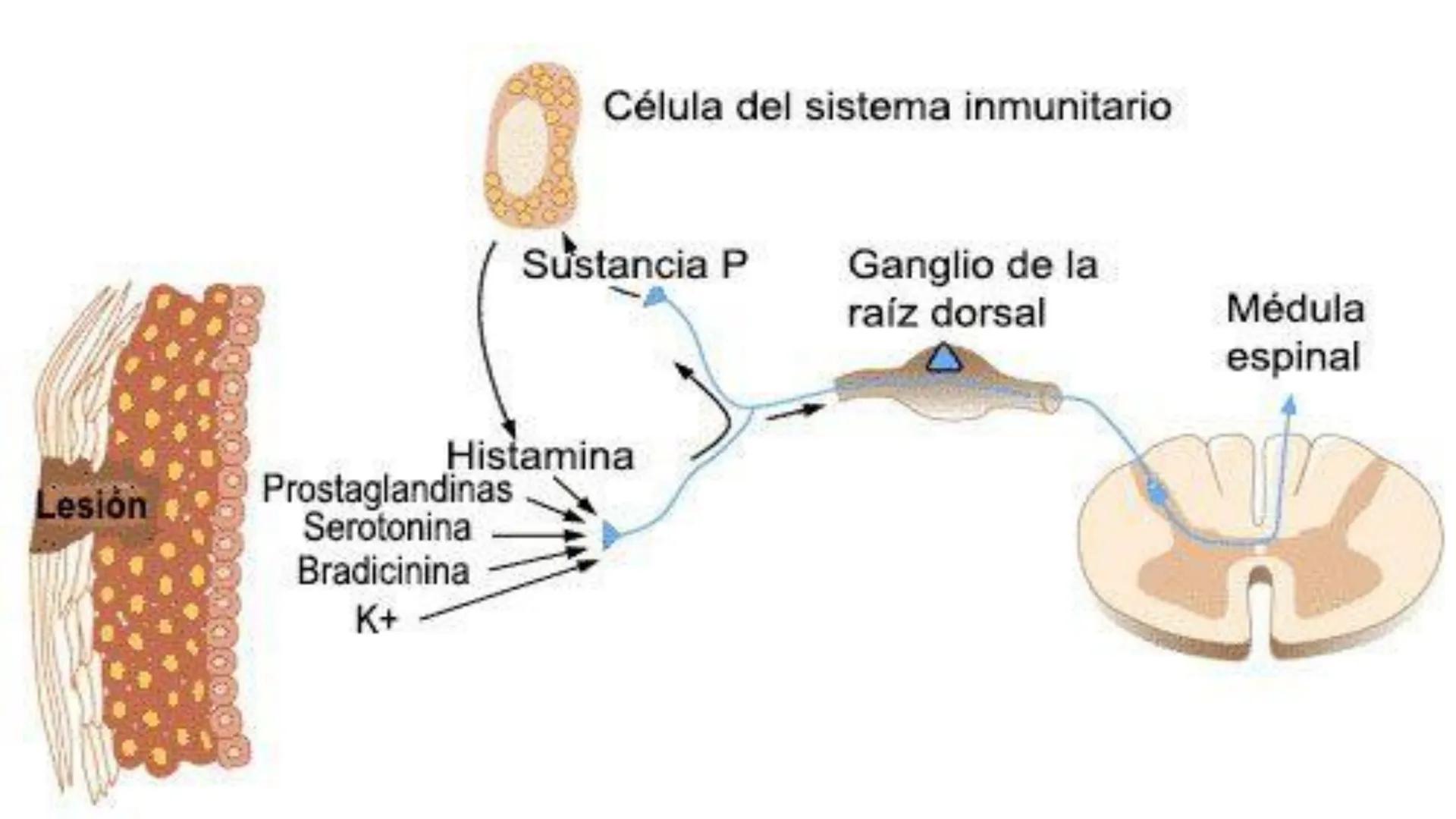 # Universidad Católica
## de Santa María
# Fiebre y dolor
Q.F. FERNANDO TORRES VELA # Dolor
- El dolor es una experiencia sensorial y emo
