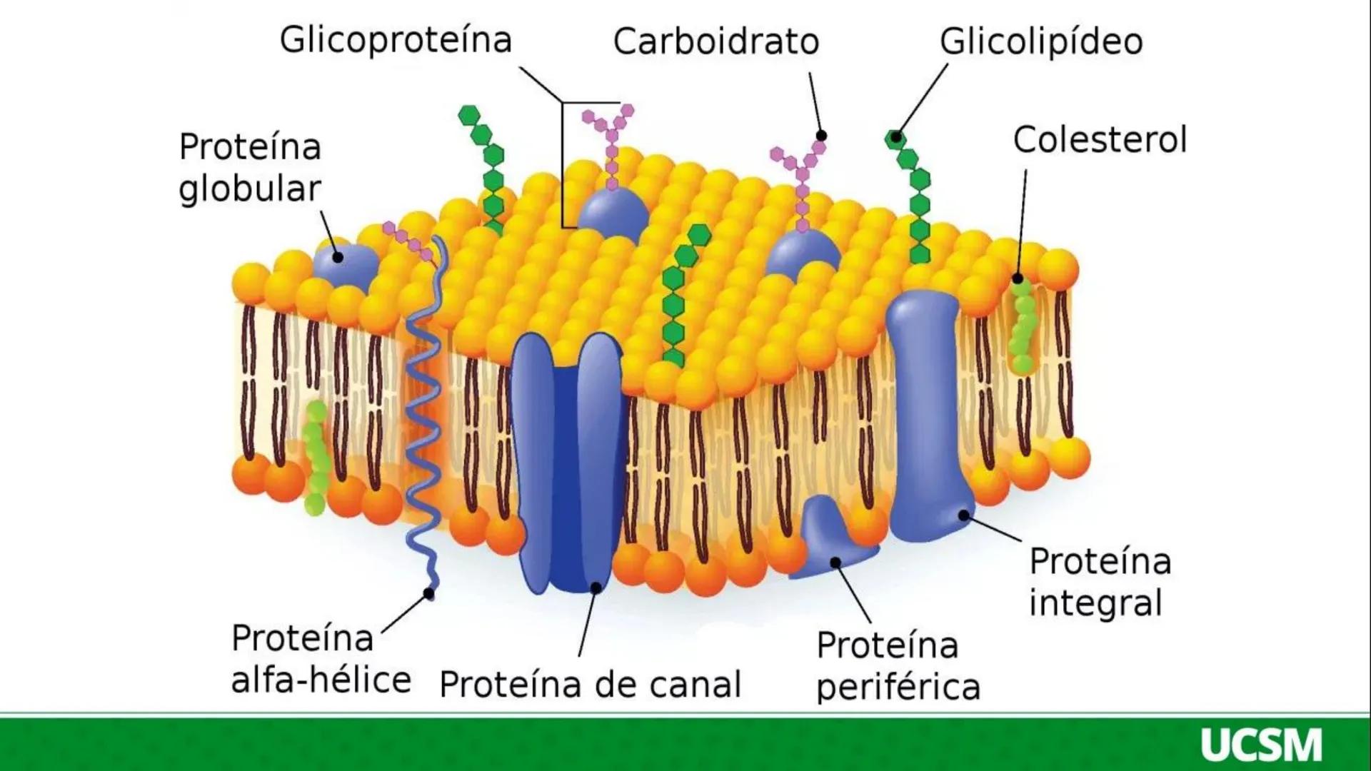 Universidad Católica
de Santa María
FISIOLOGÍA DE LA
MEMBRANA CELULAR
• Mtro: Fernando Torres Vela # Membrana celular
Fisiología de la Me