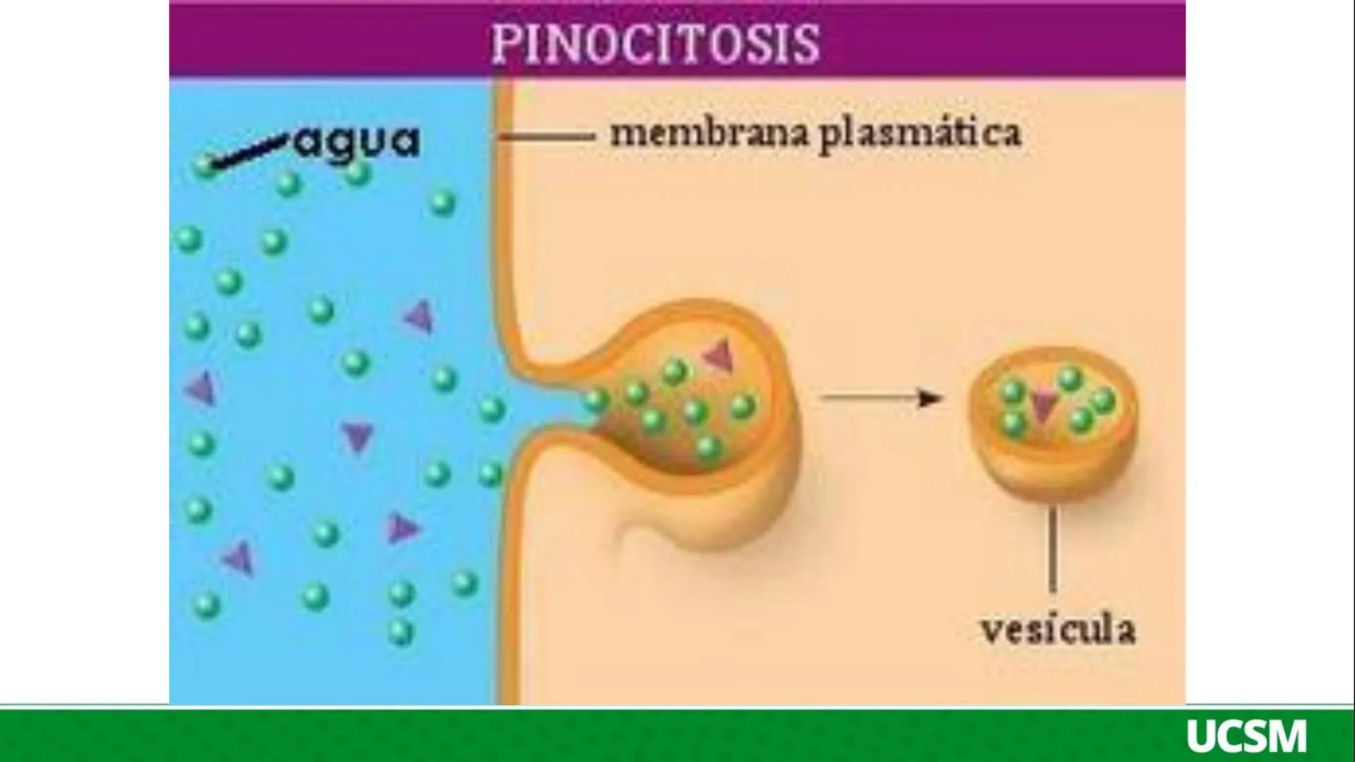 Universidad Católica
de Santa María
FISIOLOGÍA DE LA
MEMBRANA CELULAR
• Mtro: Fernando Torres Vela # Membrana celular
Fisiología de la Me