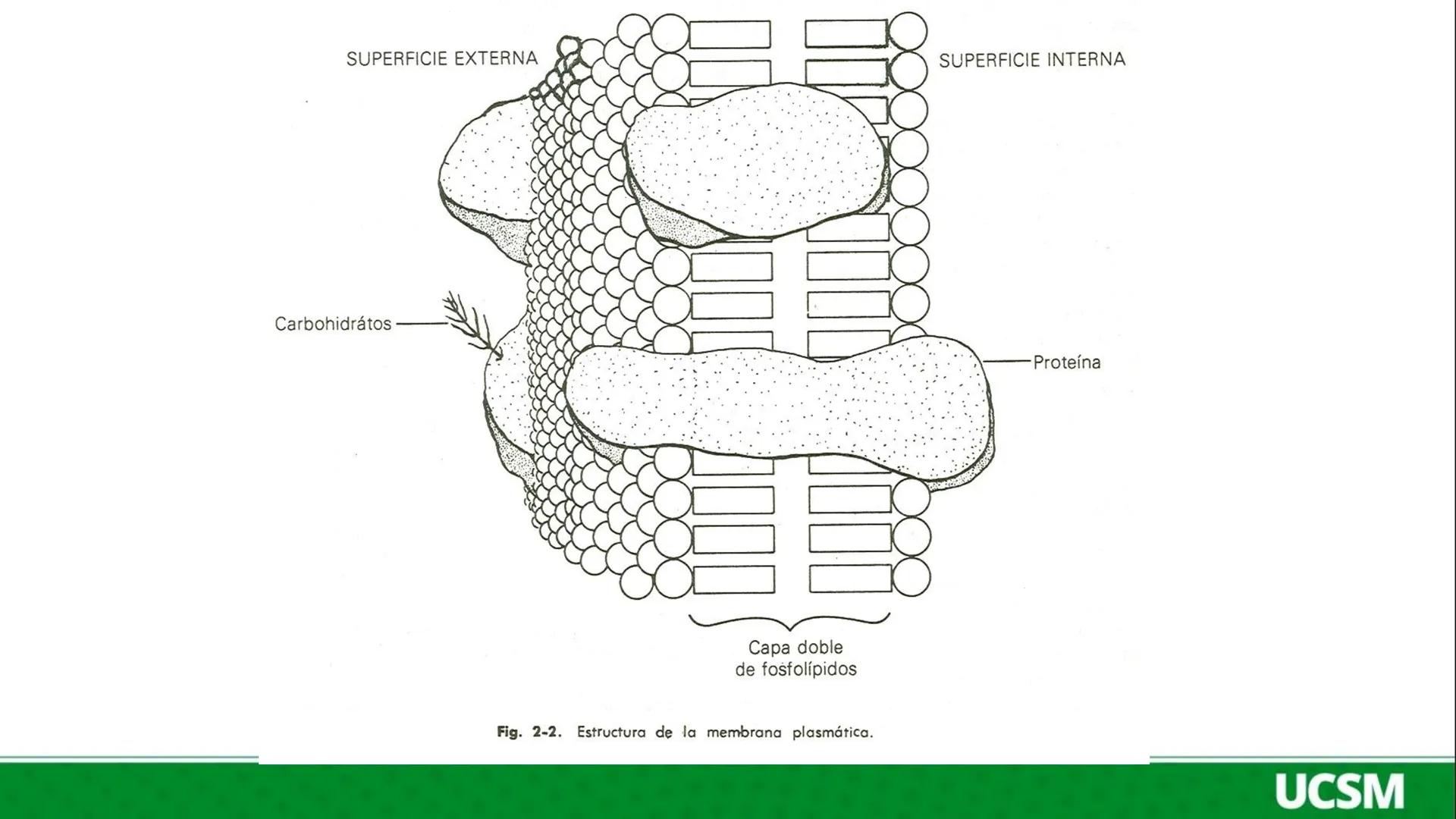 Universidad Católica
de Santa María
FISIOLOGÍA DE LA
MEMBRANA CELULAR
• Mtro: Fernando Torres Vela # Membrana celular
Fisiología de la Me