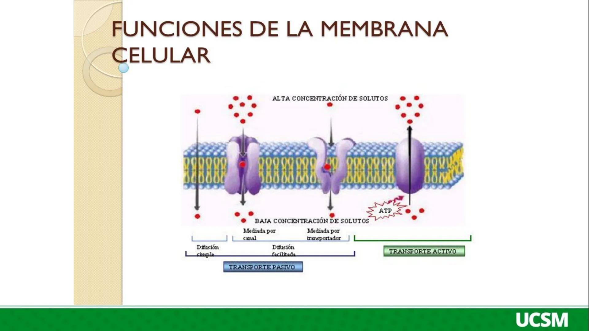 Universidad Católica
de Santa María
FISIOLOGÍA DE LA
MEMBRANA CELULAR
• Mtro: Fernando Torres Vela # Membrana celular
Fisiología de la Me
