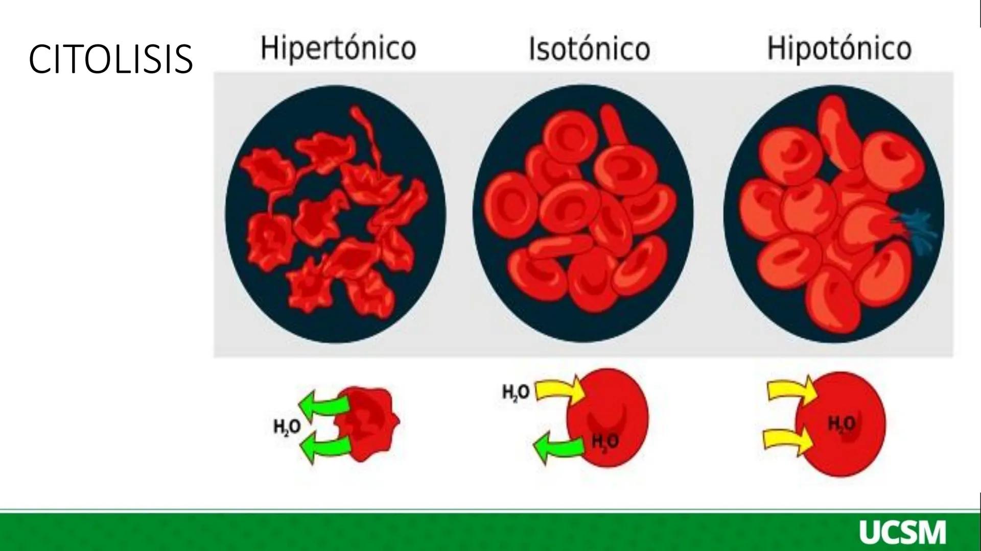 Universidad Católica
de Santa María
FISIOLOGÍA DE LA
MEMBRANA CELULAR
• Mtro: Fernando Torres Vela # Membrana celular
Fisiología de la Me