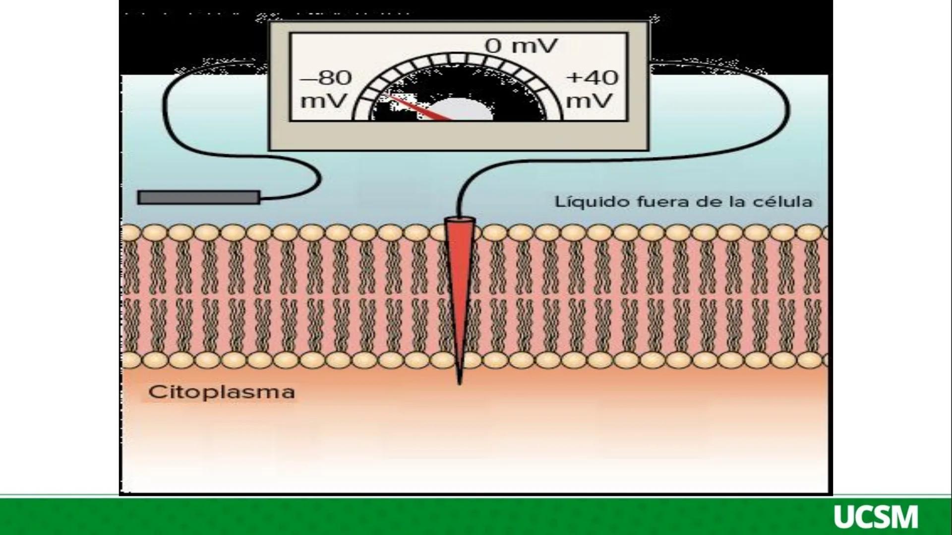Universidad Católica
de Santa María
FISIOLOGÍA DE LA
MEMBRANA CELULAR
• Mtro: Fernando Torres Vela # Membrana celular
Fisiología de la Me