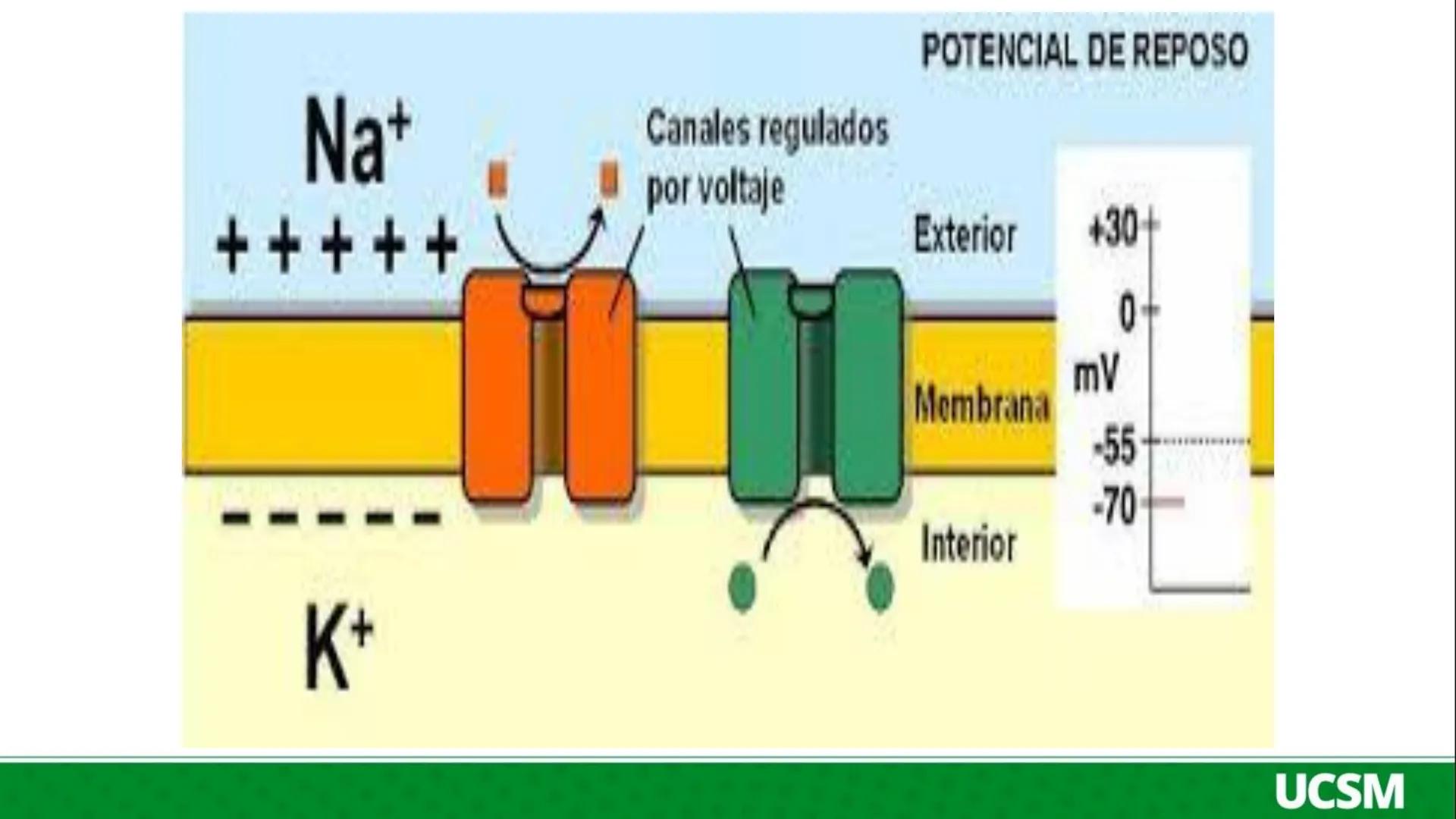 Universidad Católica
de Santa María
FISIOLOGÍA DE LA
MEMBRANA CELULAR
• Mtro: Fernando Torres Vela # Membrana celular
Fisiología de la Me