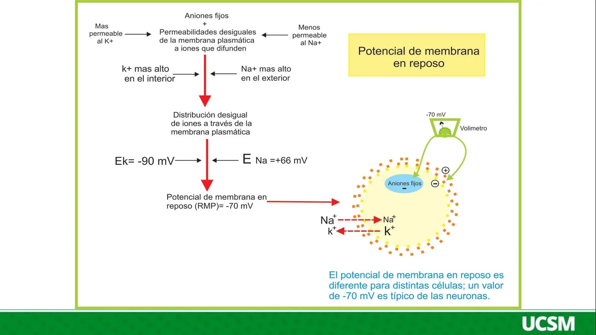 Universidad Católica
de Santa María
FISIOLOGÍA DE LA
MEMBRANA CELULAR
• Mtro: Fernando Torres Vela # Membrana celular
Fisiología de la Me