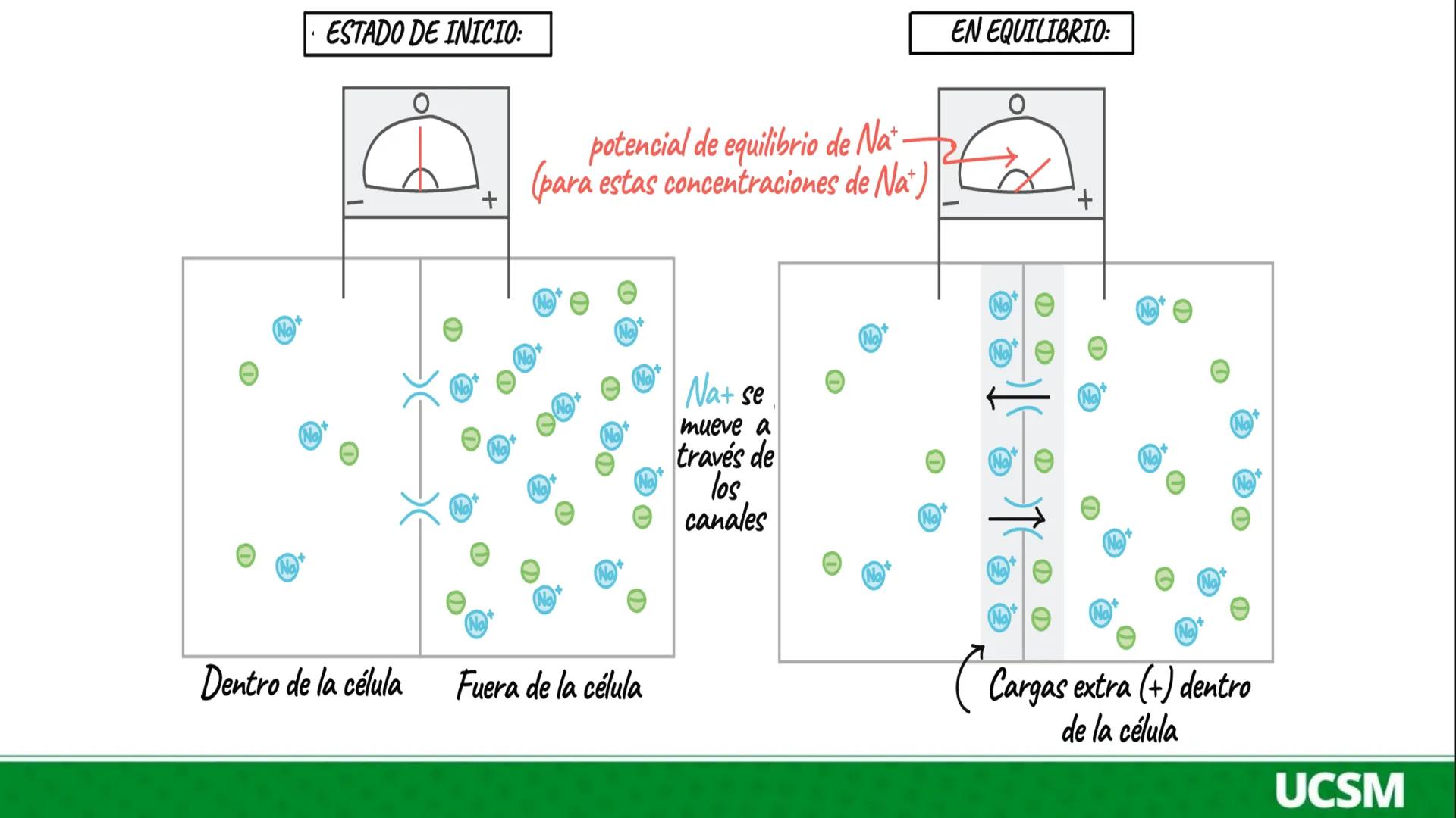 Universidad Católica
de Santa María
FISIOLOGÍA DE LA
MEMBRANA CELULAR
• Mtro: Fernando Torres Vela # Membrana celular
Fisiología de la Me