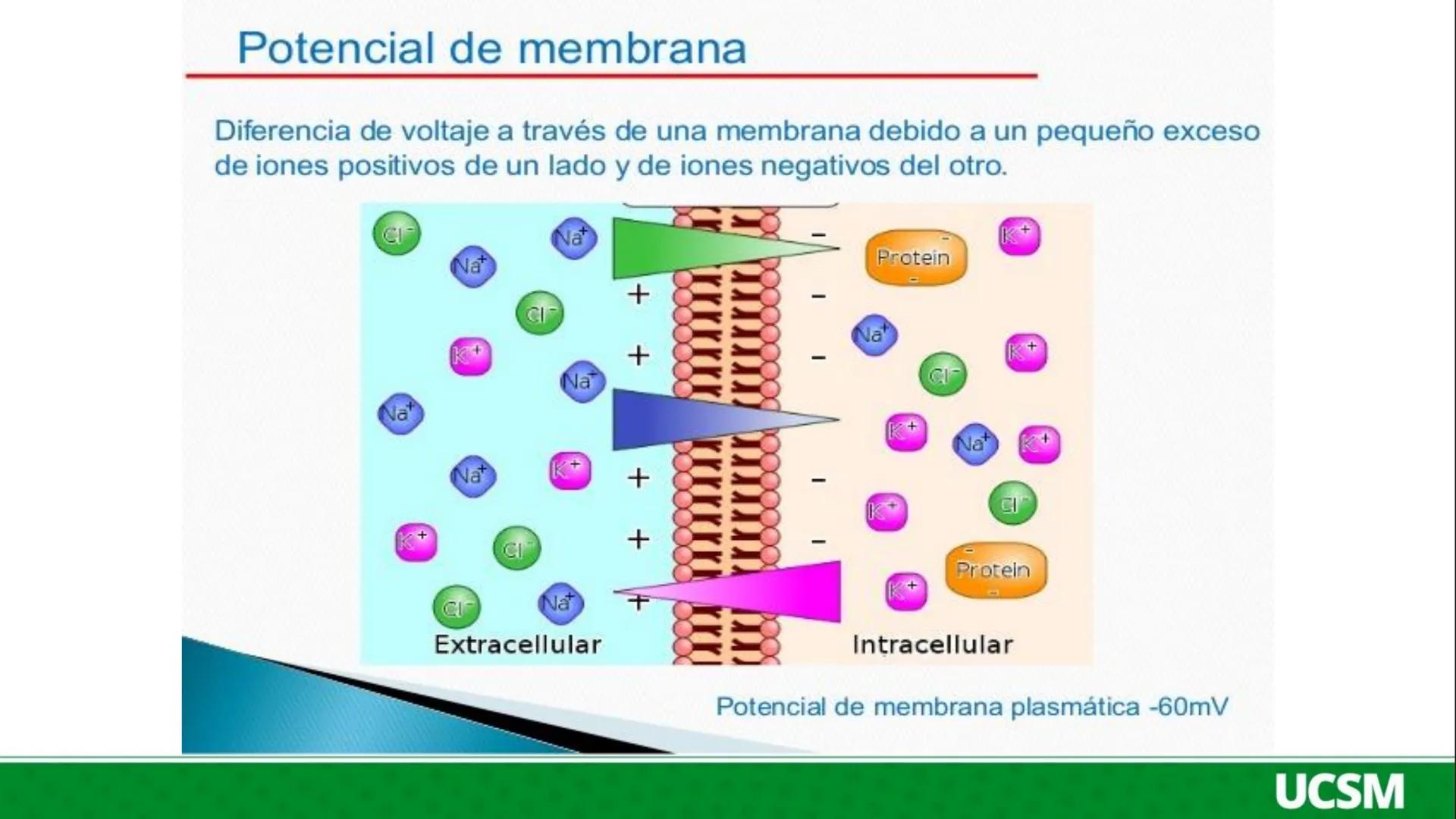 Universidad Católica
de Santa María
FISIOLOGÍA DE LA
MEMBRANA CELULAR
• Mtro: Fernando Torres Vela # Membrana celular
Fisiología de la Me