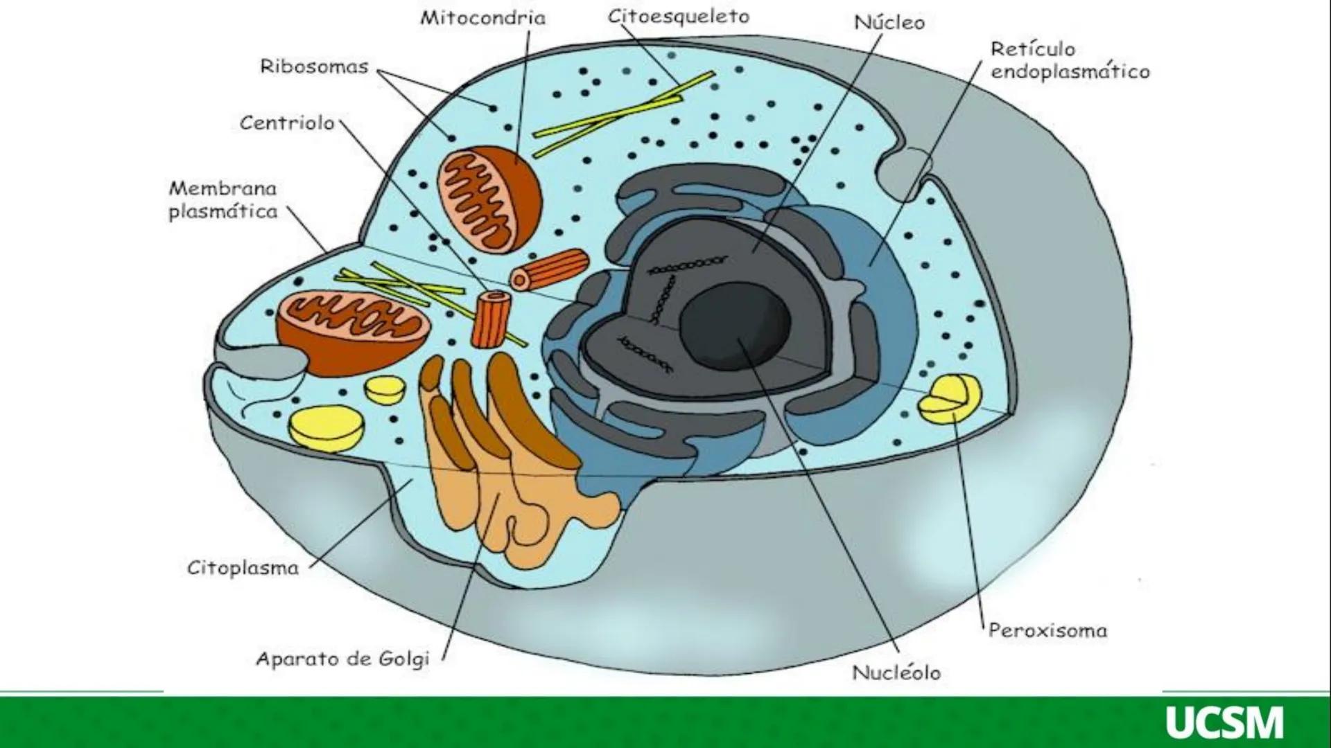 Universidad Católica
de Santa María
FISIOLOGÍA DE LA
MEMBRANA CELULAR
• Mtro: Fernando Torres Vela # Membrana celular
Fisiología de la Me