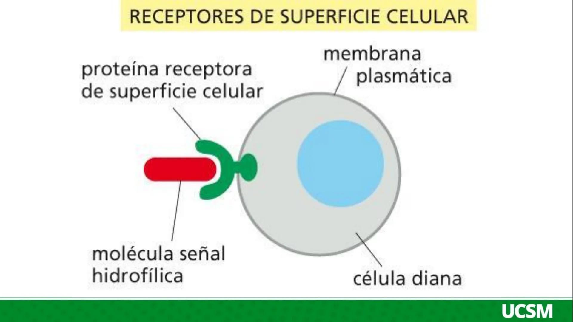 Universidad Católica
de Santa María
FISIOLOGÍA DE LA
MEMBRANA CELULAR
• Mtro: Fernando Torres Vela # Membrana celular
Fisiología de la Me