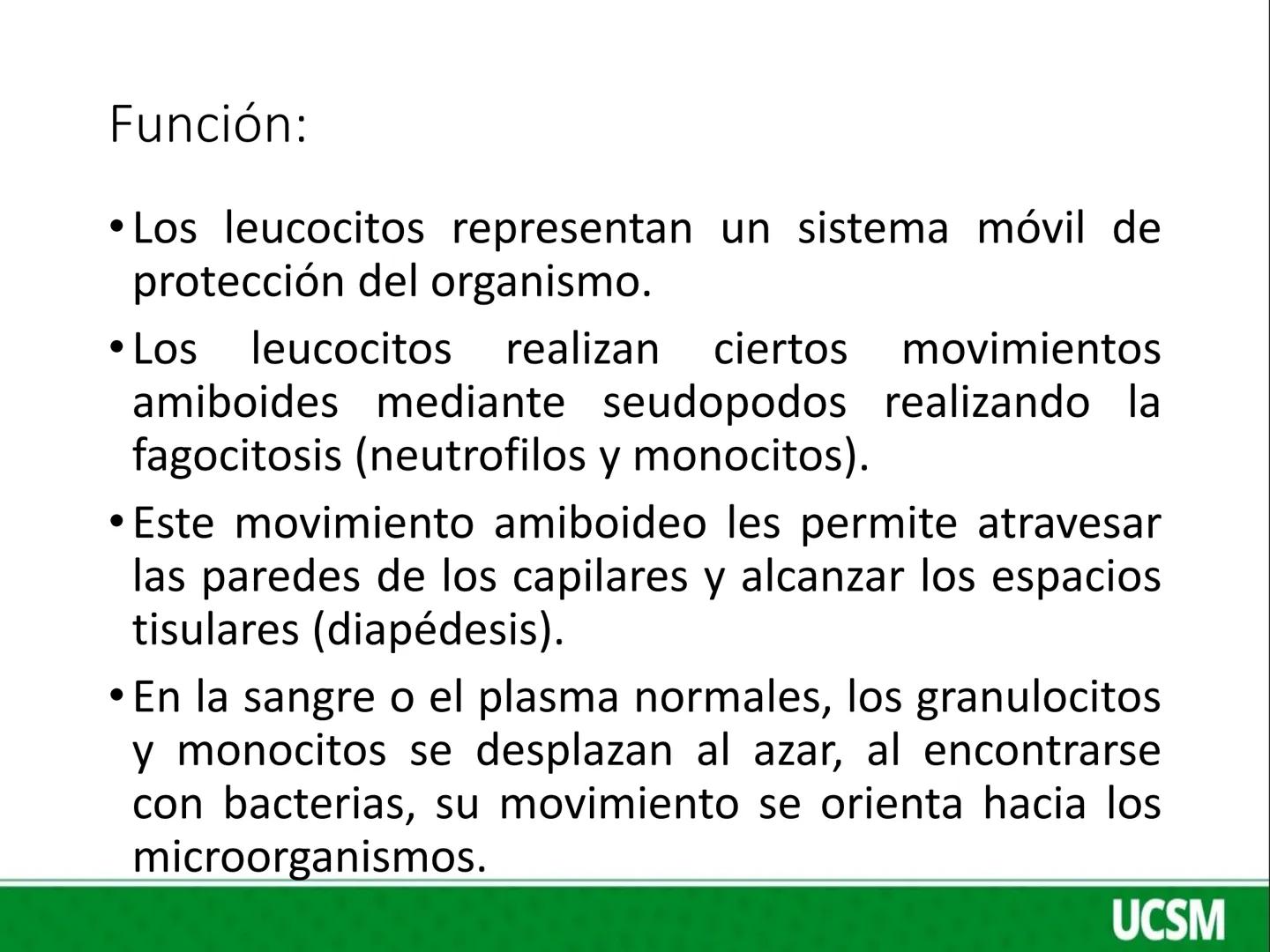 Universidad Católica
de Santa María
FISIOLOGIA DE LA SANGRE 2
Mtro: FERNANDO TORRES VELA # LEUCOCITOS
* Son células de color blanco (glóbul