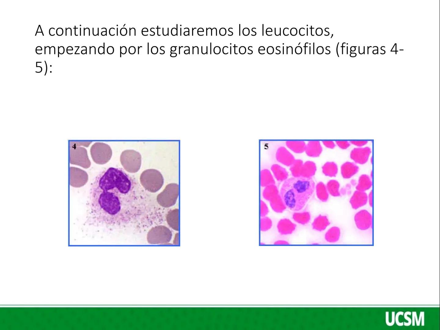 Universidad Católica
de Santa María
FISIOLOGIA DE LA SANGRE 2
Mtro: FERNANDO TORRES VELA # LEUCOCITOS
* Son células de color blanco (glóbul