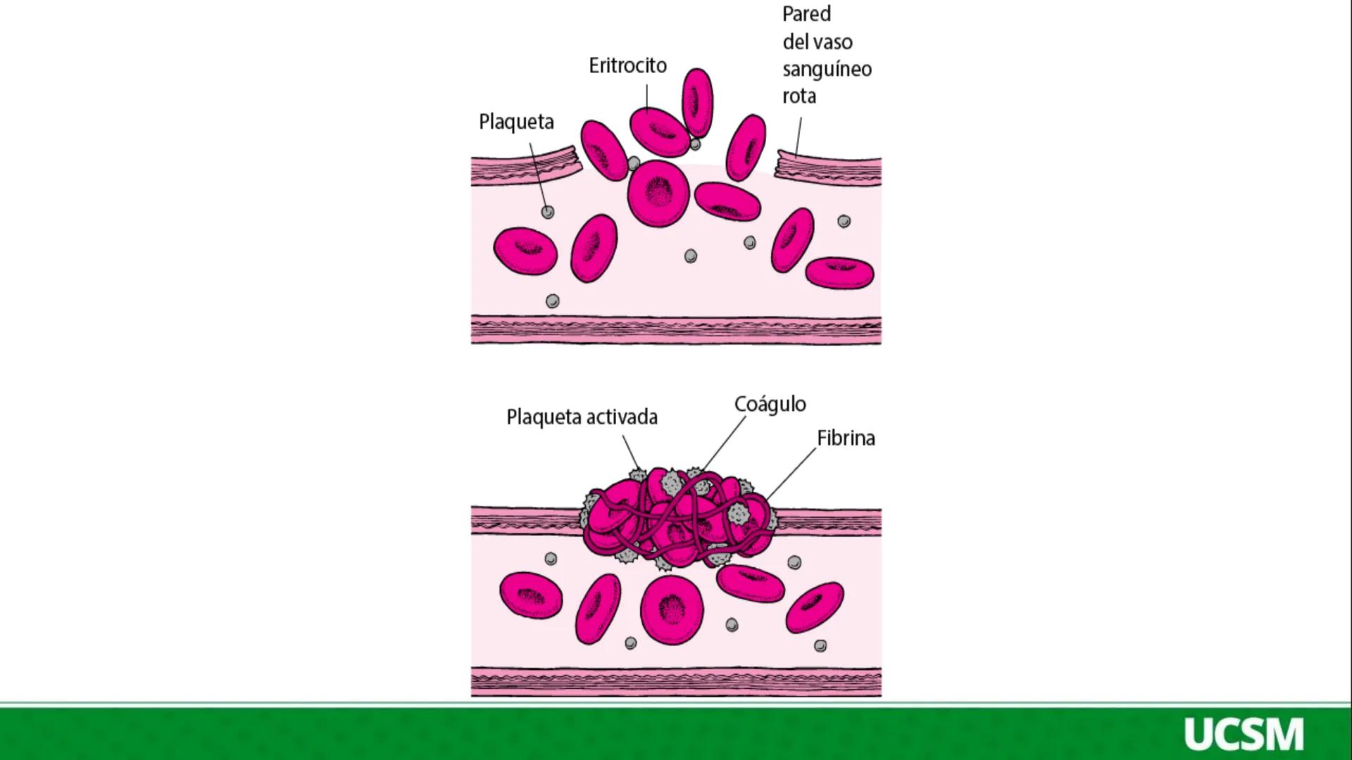 Universidad Católica
de Santa María
FISIOLOGIA DE LA SANGRE III
Mtro: FERNANDO TORRES VELA # Plaquetas o Trombocitos:
- Las plaquetas o tro