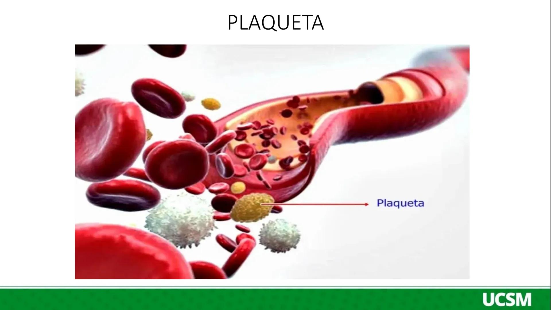 Universidad Católica
de Santa María
FISIOLOGIA DE LA SANGRE III
Mtro: FERNANDO TORRES VELA # Plaquetas o Trombocitos:
- Las plaquetas o tro
