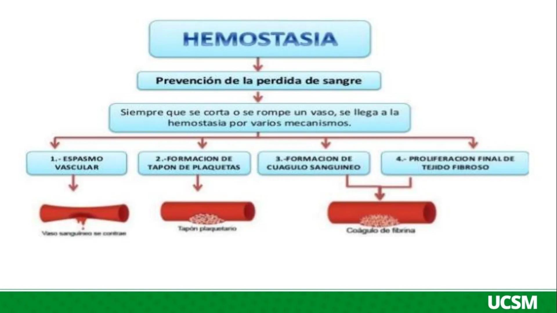 Universidad Católica
de Santa María
FISIOLOGIA DE LA SANGRE III
Mtro: FERNANDO TORRES VELA # Plaquetas o Trombocitos:
- Las plaquetas o tro