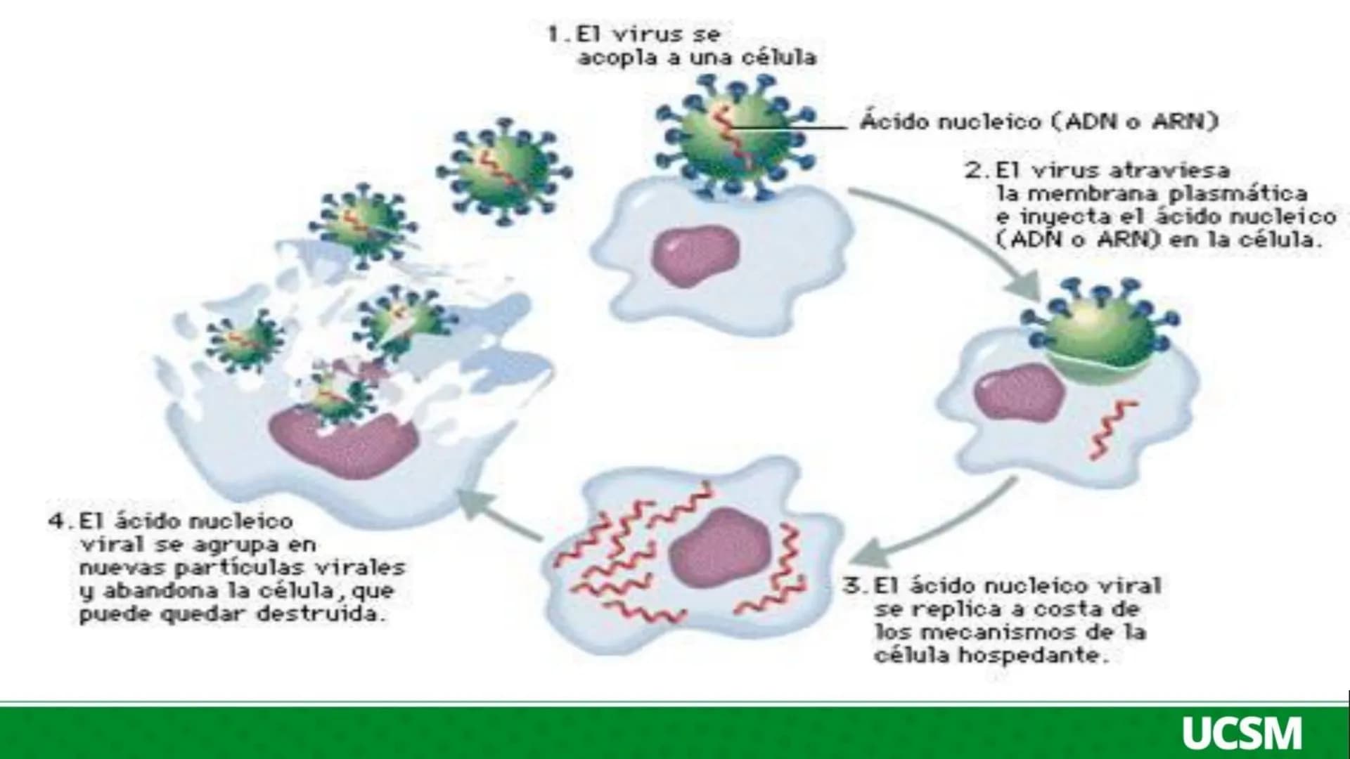 Universidad Católica
de Santa María
INMUNOLOGÍA I
LAS DEFENSAS NATURALES CONTRA LAS
INFECCIONES
Mtro: FERNANDO TORRES VELA # INTRODUCCIÓN