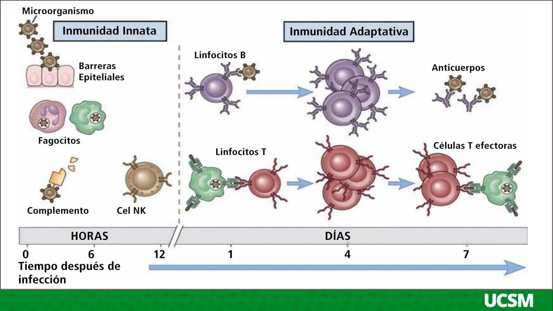 # Universidad Católica
de Santa María
# INMUNOLOGIA II
Mtro: FERNANDO TORRES VELA LA INFLAMACIÓN ES UNA RESPUESTA QUE SE PRODUCE CUANDO SE